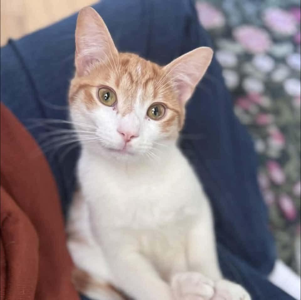 Arthur, an adoptable Domestic Short Hair in Huntington, MA image 4/4