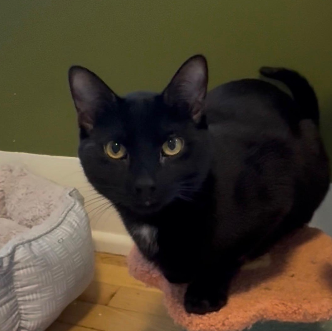 Enlarge Arthur and Merlin, a ADOPTABLE Domestic Short Hair in Huntington, MA image 6/6