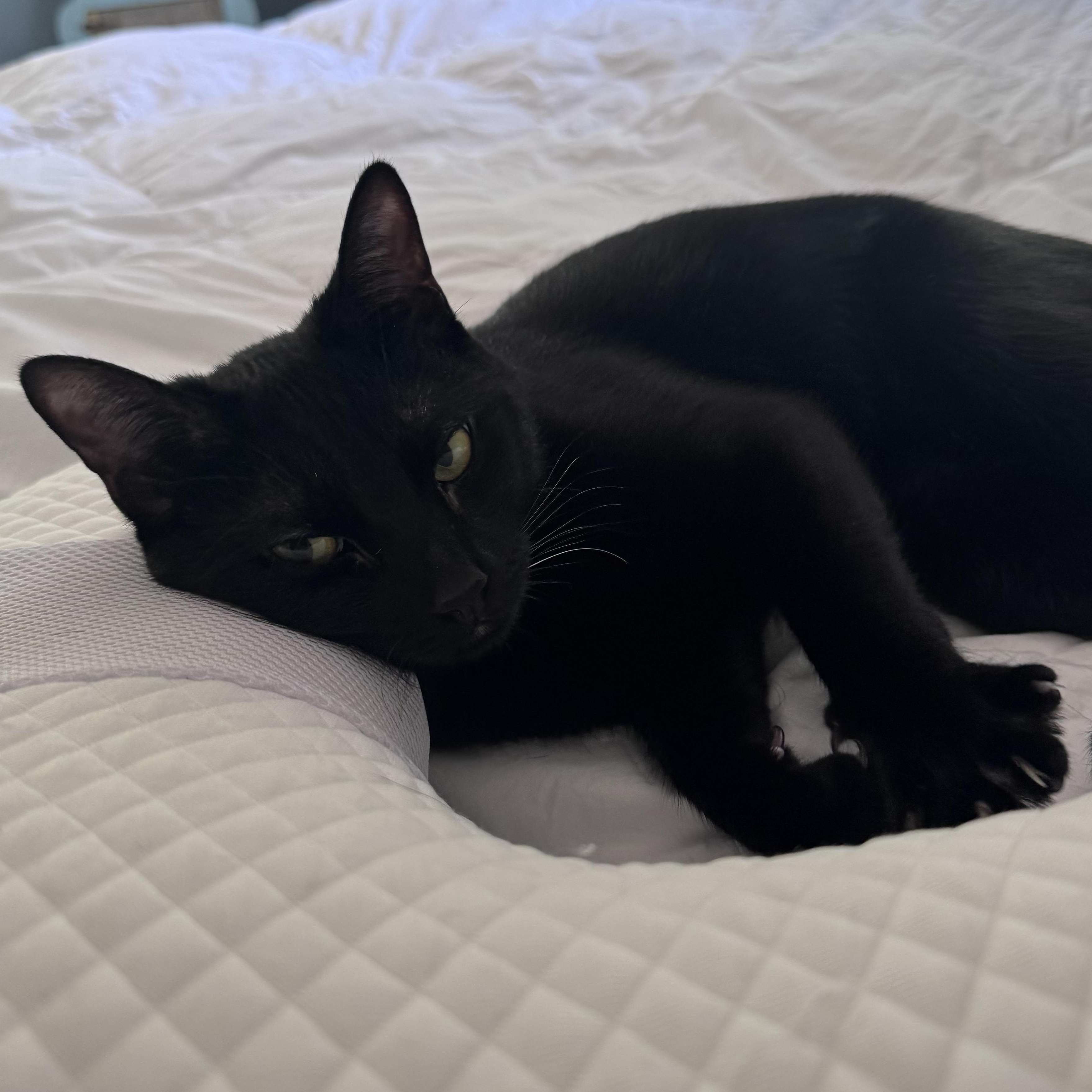 Arthur and Merlin, an adoptable Domestic Short Hair in Huntington, MA image 3/6