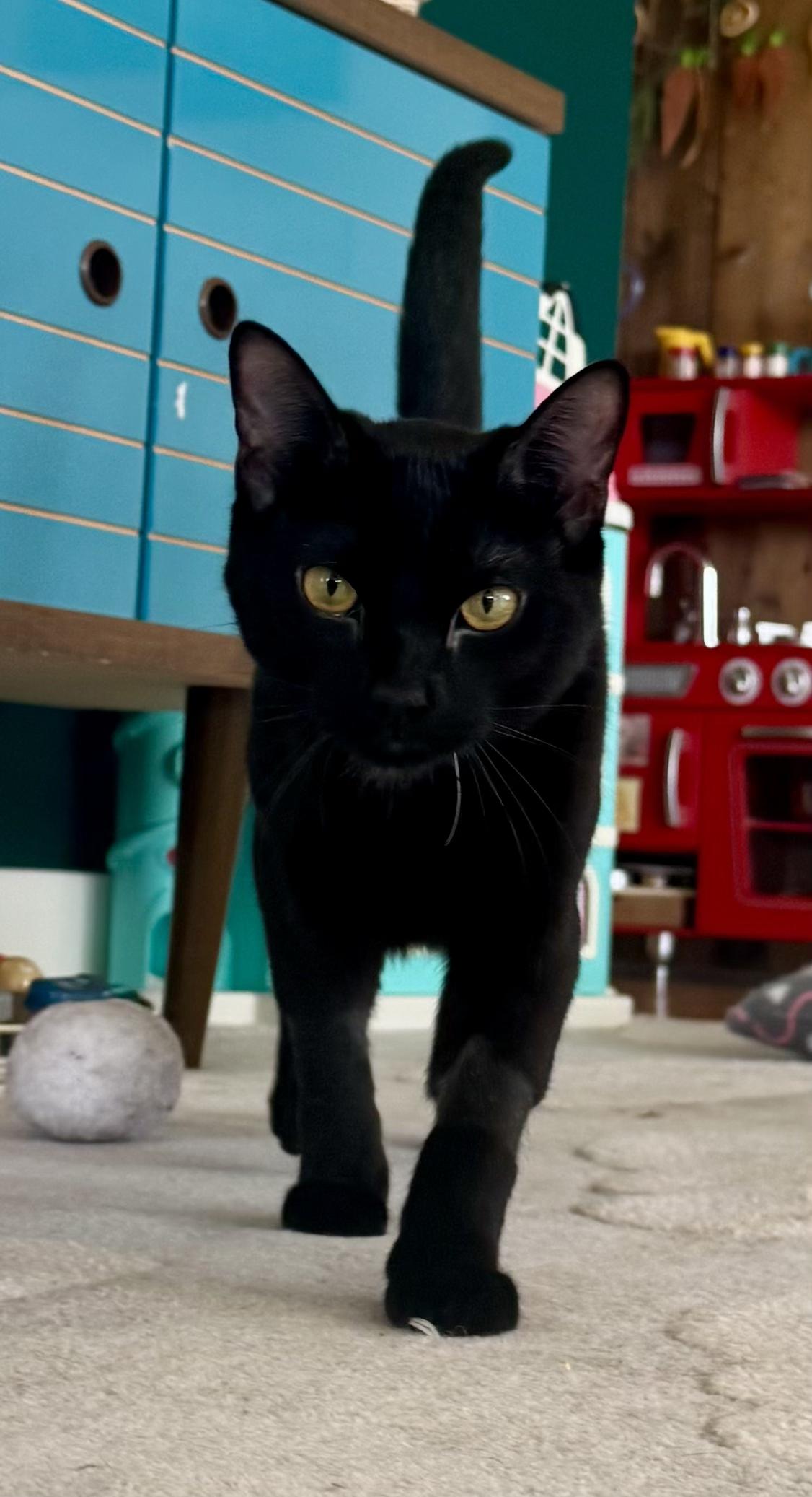 Arthur and Merlin, an adoptable Domestic Short Hair in Huntington, MA image 6/6