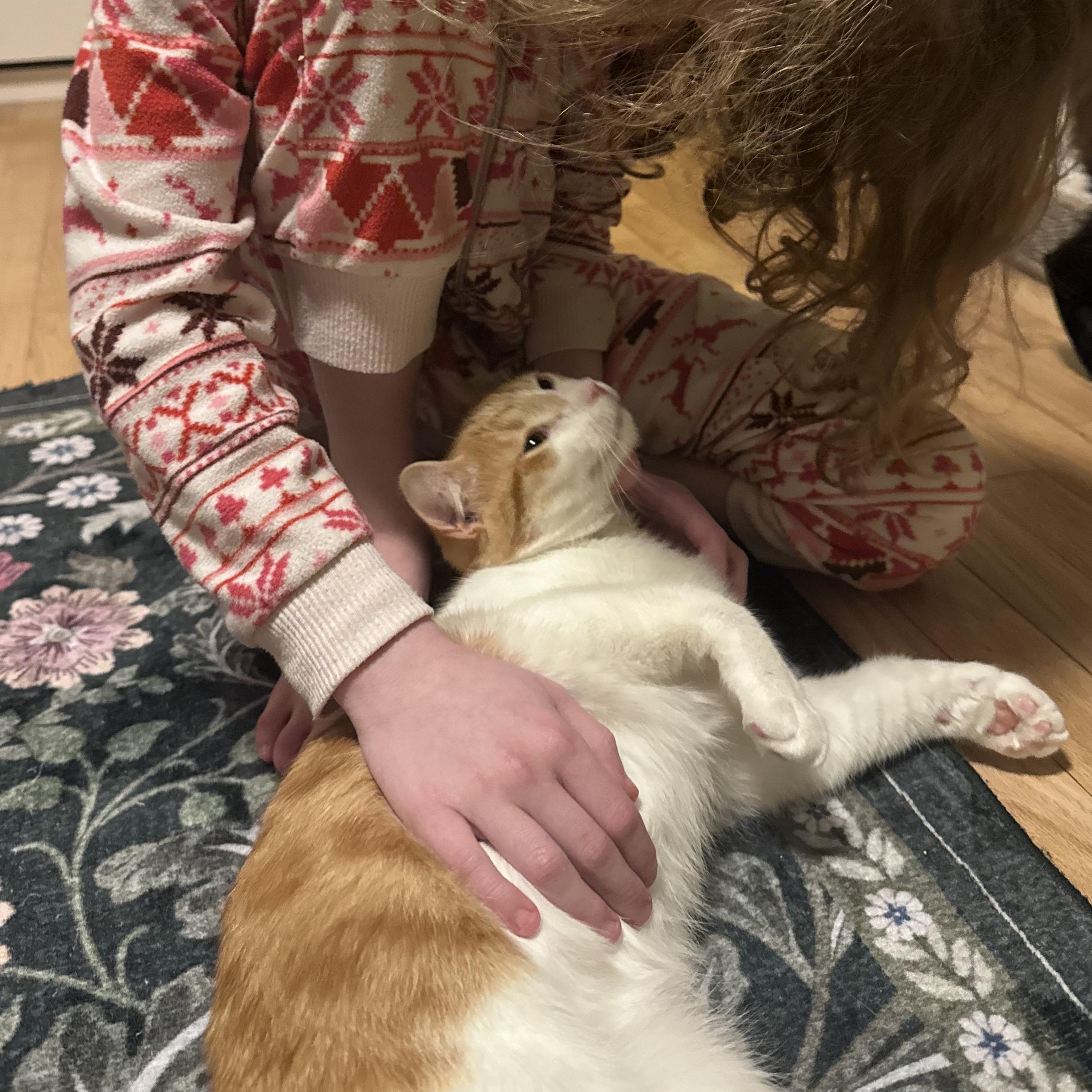 Enlarge Arthur and Merlin, a ADOPTABLE Domestic Short Hair in Huntington, MA image 3/6