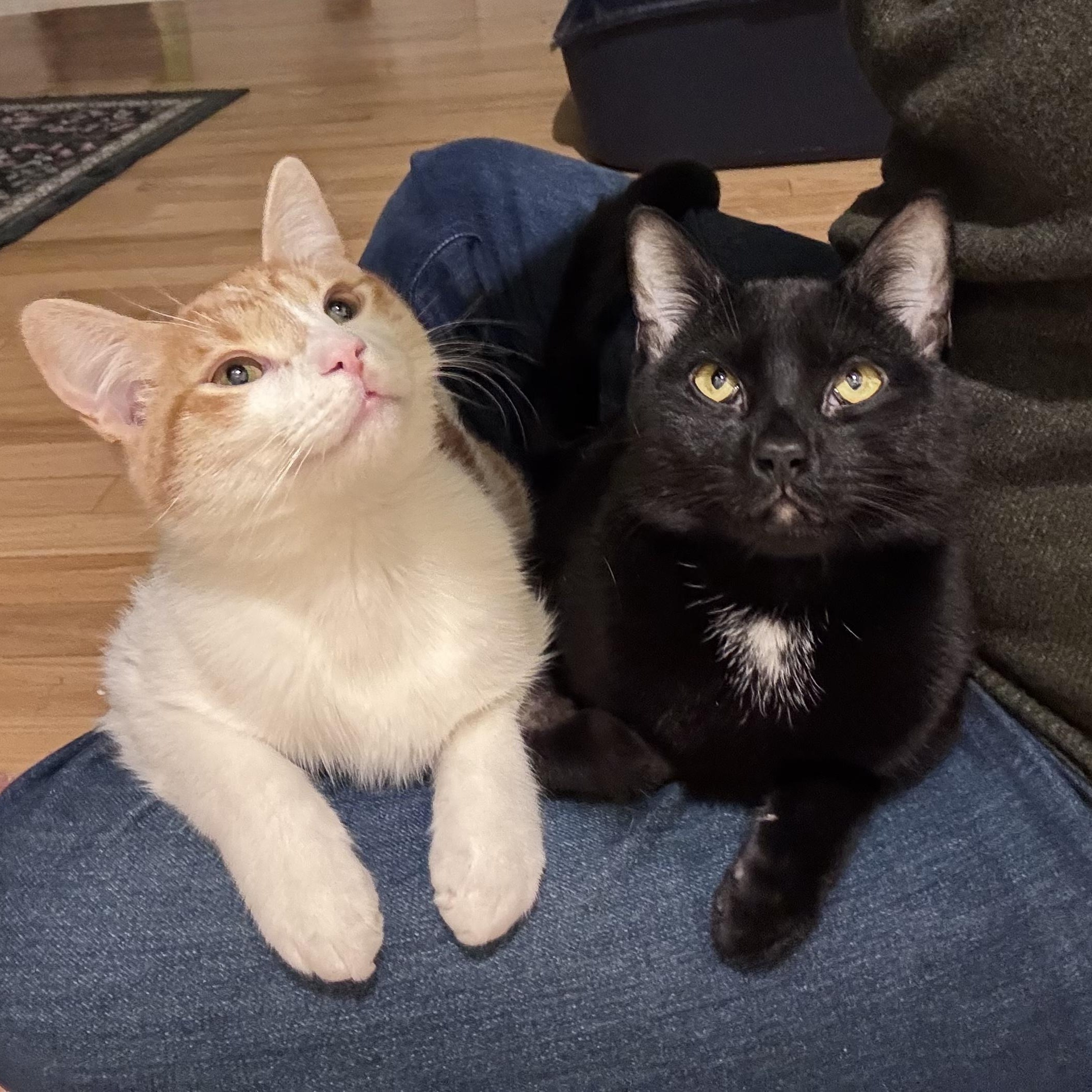 Arthur and Merlin, ADOPTABLE, Young Male Domestic Short Hair.