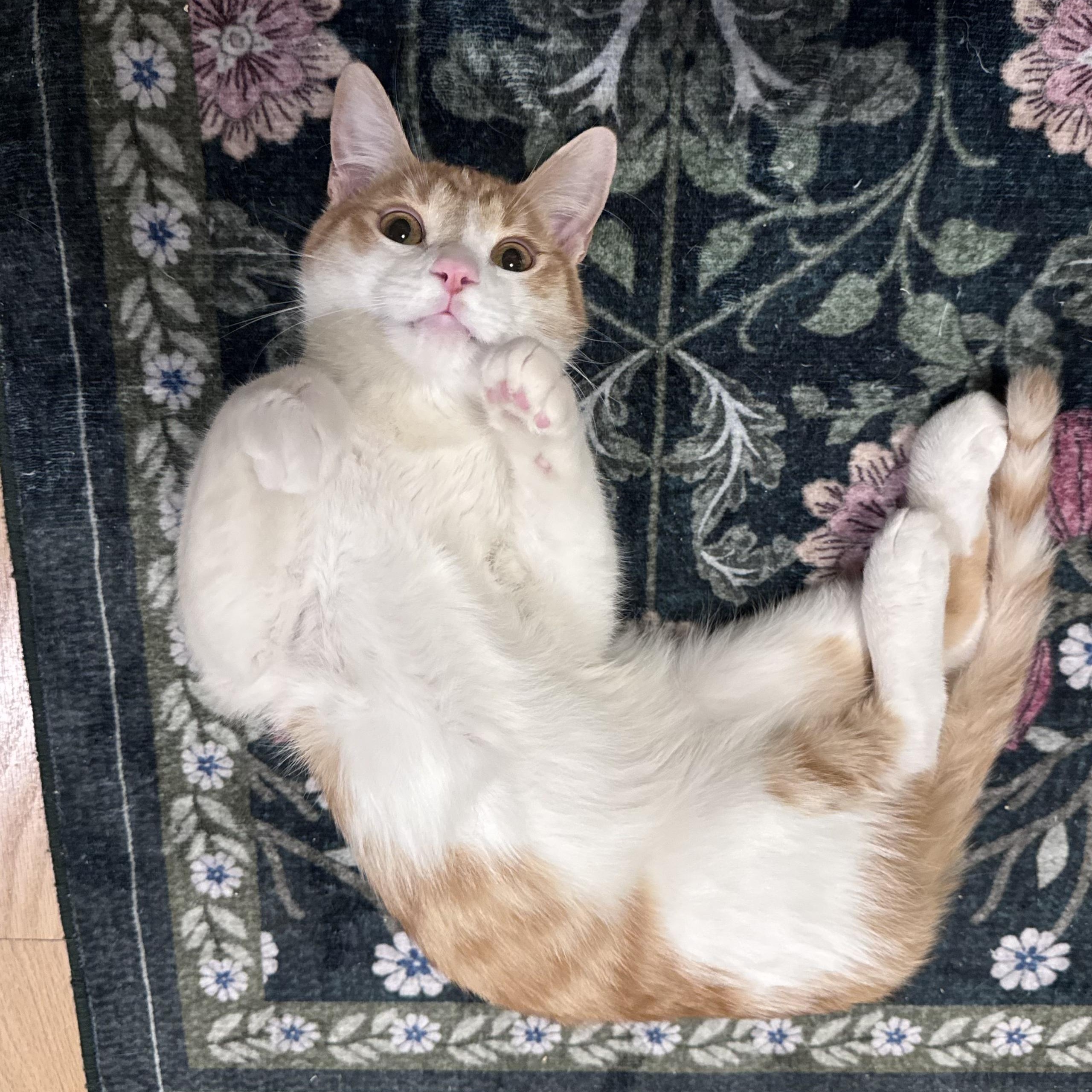 Enlarge Arthur and Merlin, a ADOPTABLE Domestic Short Hair in Huntington, MA image 5/6