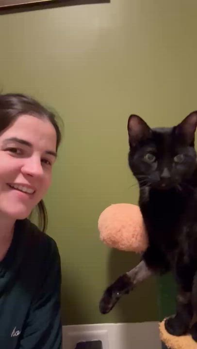 Enlarge Arthur and Merlin, a ADOPTABLE Domestic Short Hair in Huntington, MA video 4/6