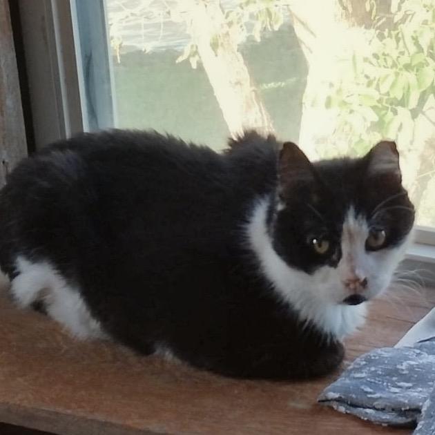 Scooter, Adoptable, Senior Male Domestic Short Hair.