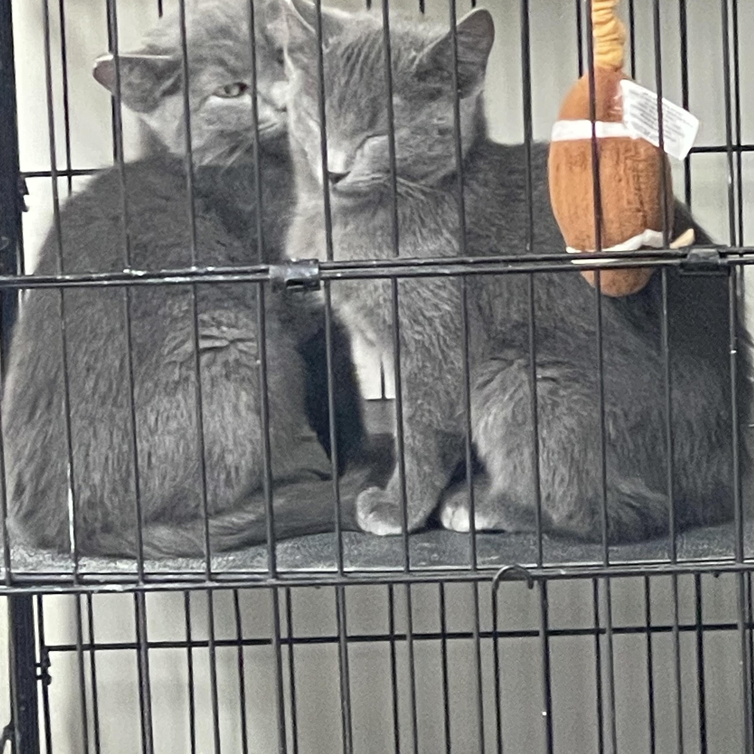 Kevin and theo, adopted, Kitten Male American Shorthair.