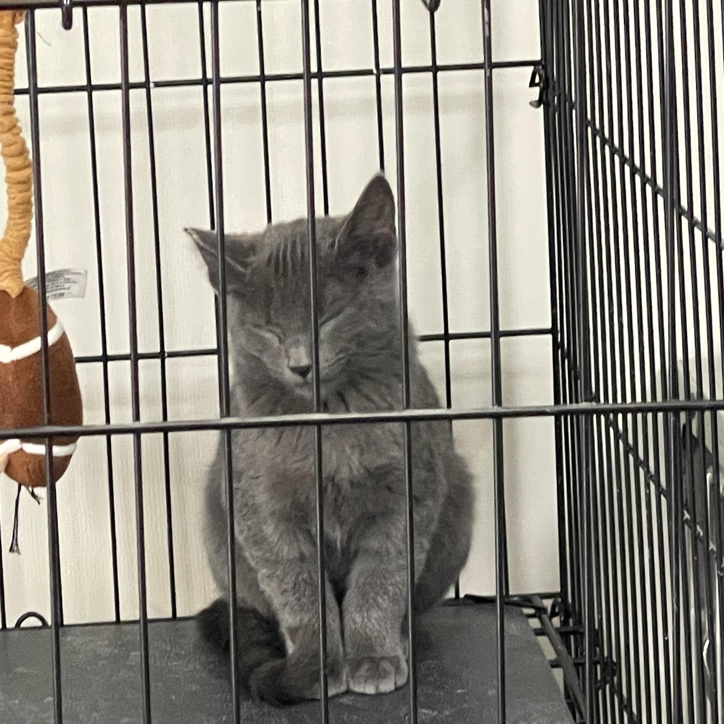 Enlarge Kevin and theo, an adopted American Shorthair in Trenton, MO image 2/3