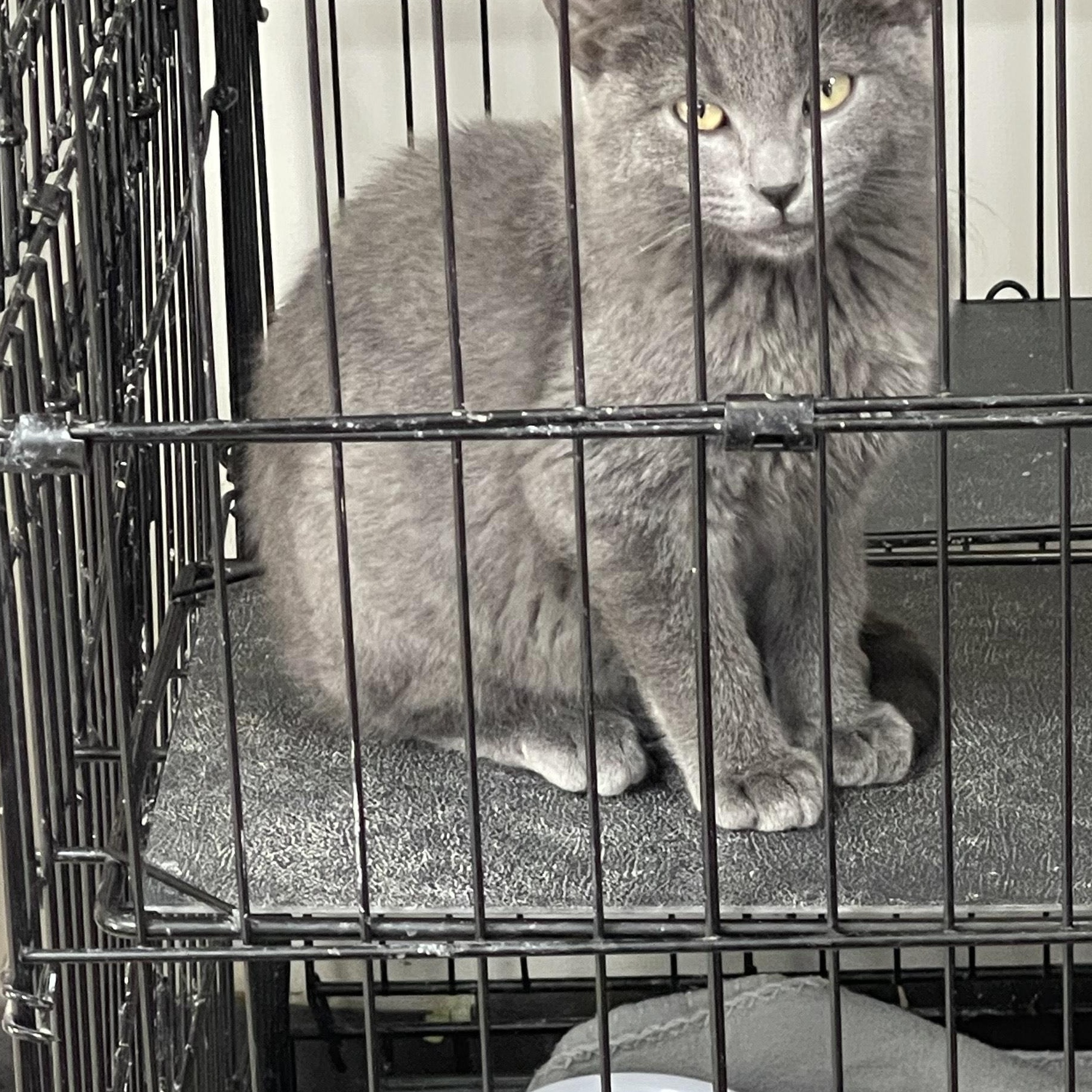 Enlarge Kevin and theo, an adopted American Shorthair in Trenton, MO image 3/3