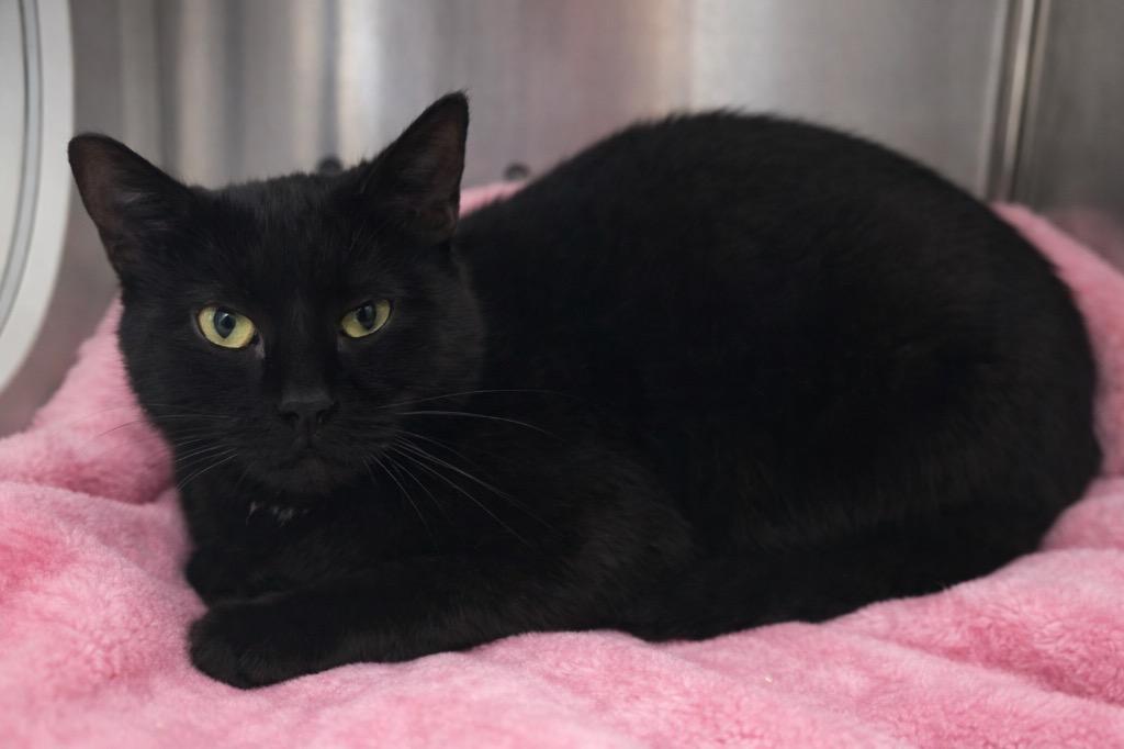 Kiwi, Adoptable, Young Female Domestic Short Hair.