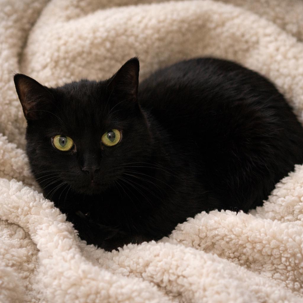 Enlarge Kiwi, a Adoptable mixed breed in Columbia, TN image 4/4