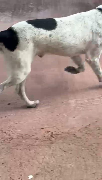 Enlarge PANDA, a Adoptable mixed breed in New York, NY video 3/6