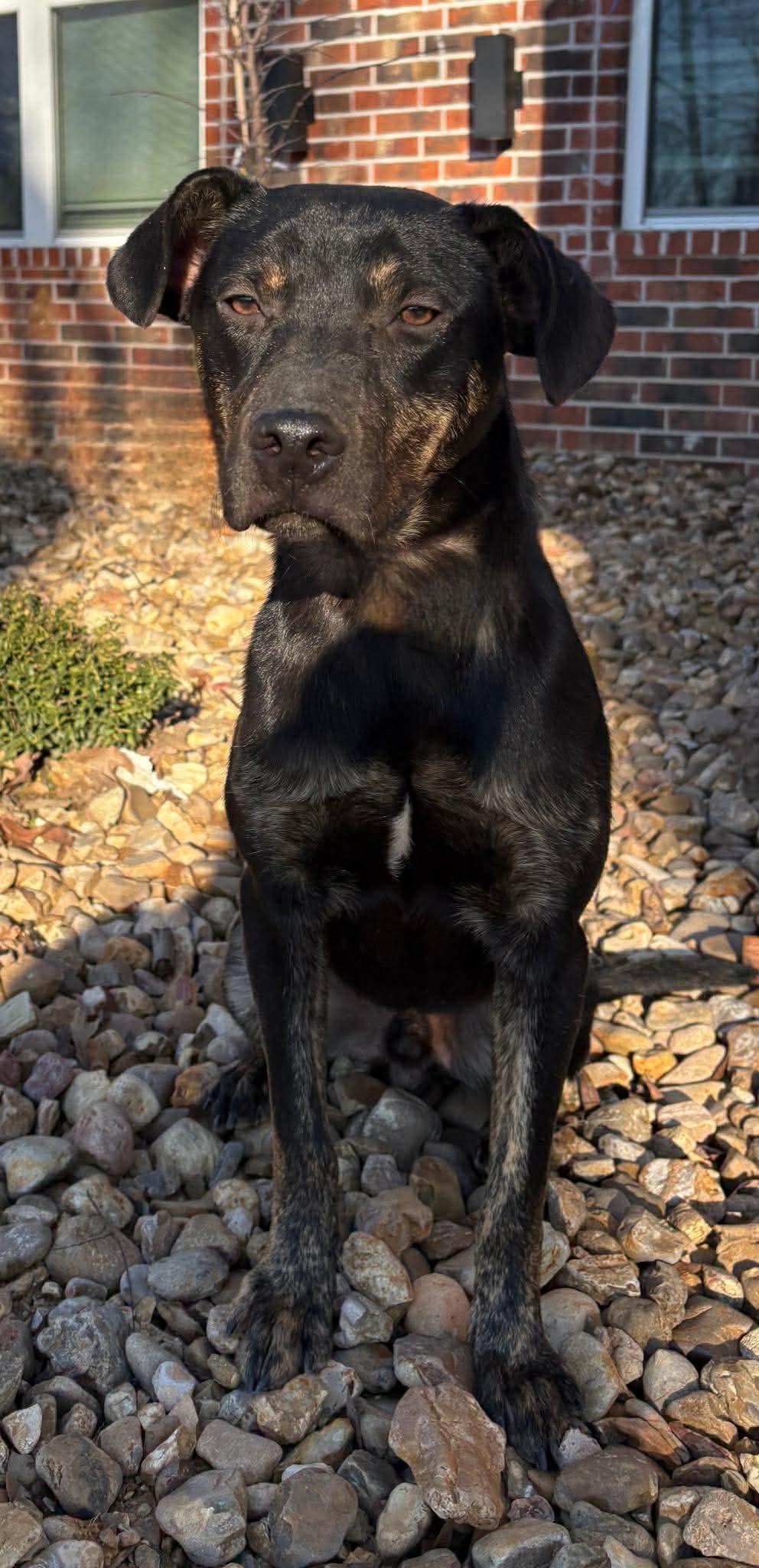Enlarge Cooper *HERE IN NH*, an adopted Mixed Breed in Northwood, NH image 3/5