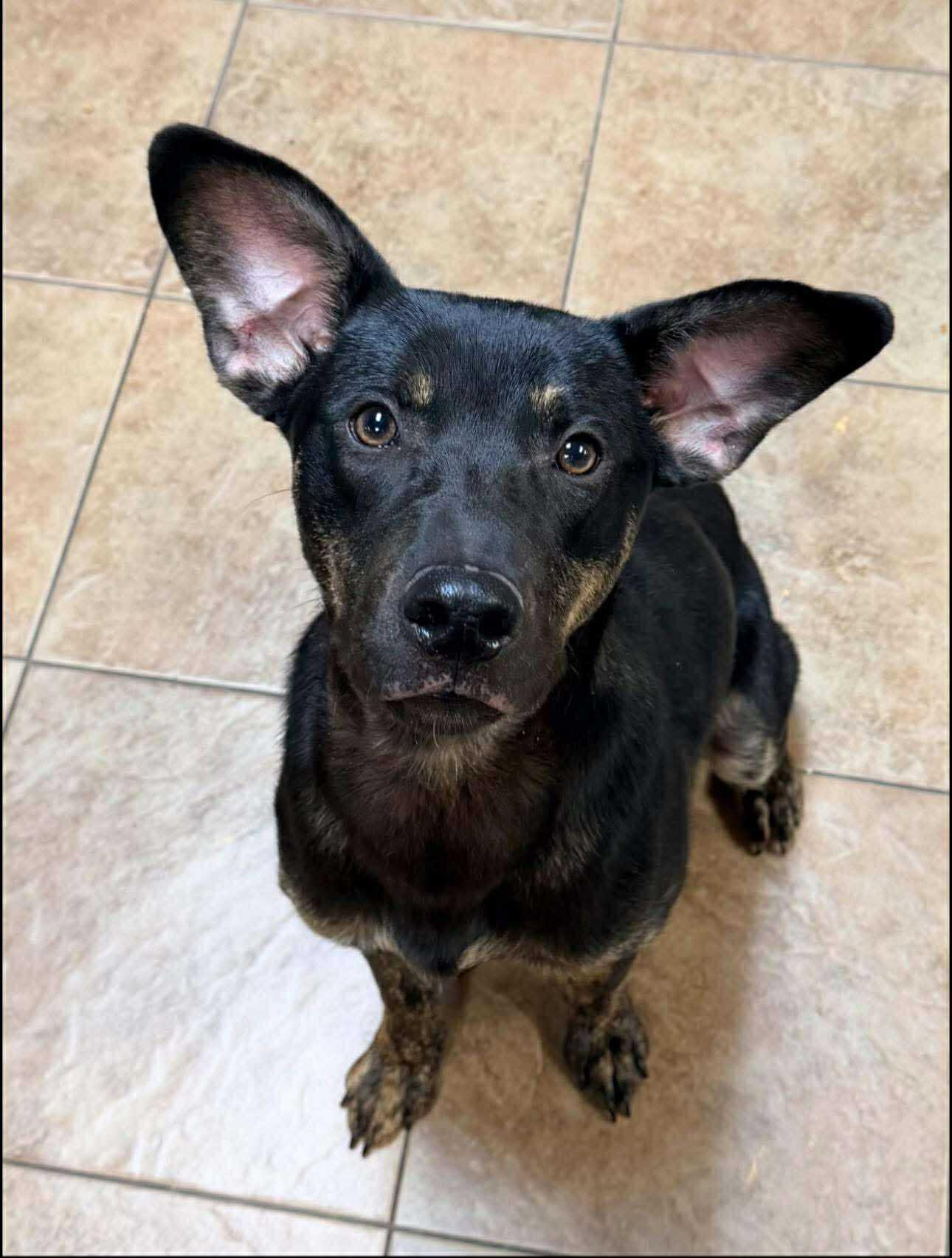 Cooper, ADOPTABLE, Young Male Mixed Breed.