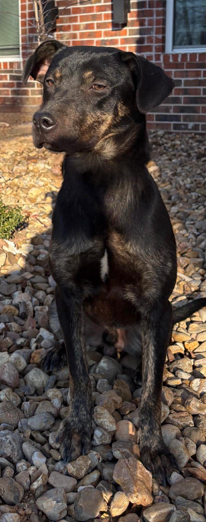 Enlarge Cooper *HERE IN NH*, an adopted Mixed Breed in Northwood, NH image 5/5