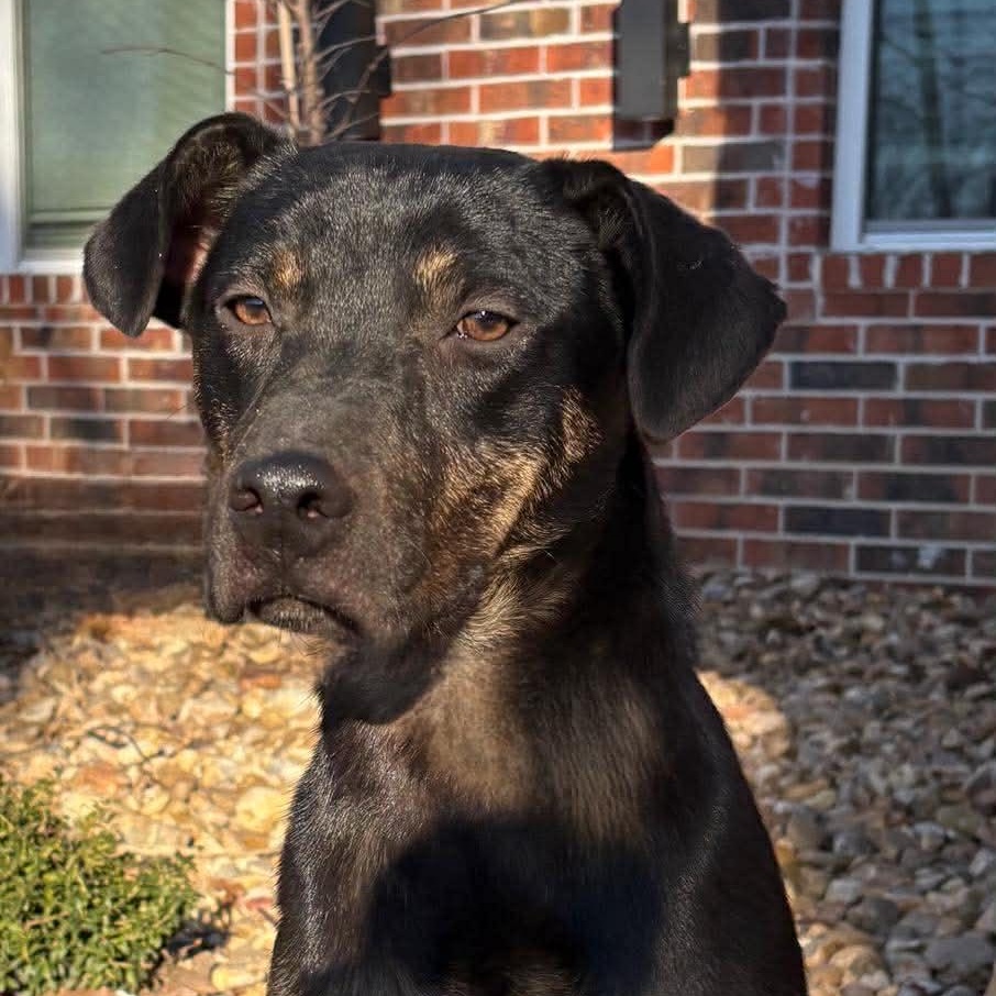 Cooper, ADOPTABLE, Young Male Mixed Breed.
