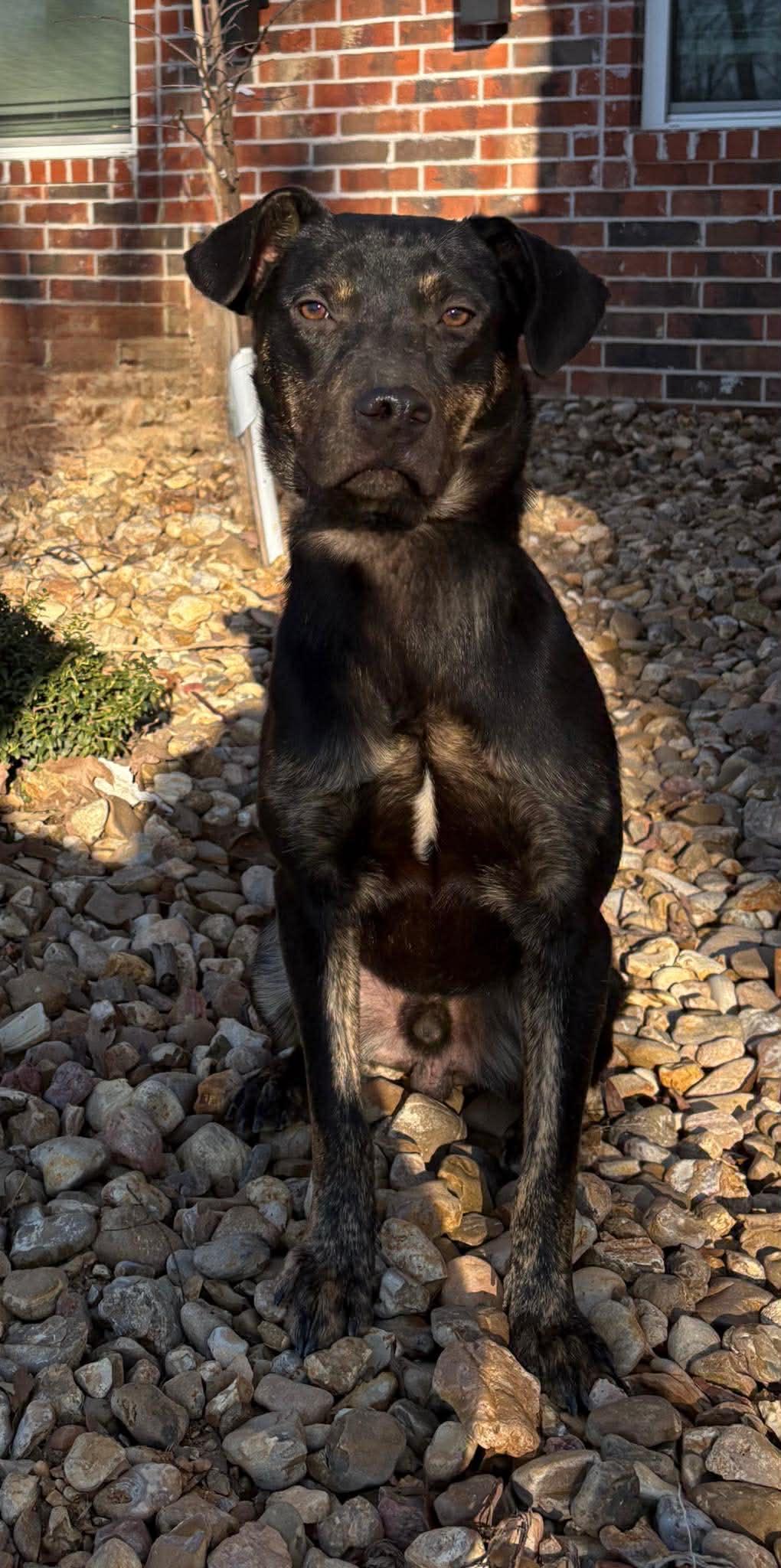 Enlarge Cooper *HERE IN NH*, an adopted Mixed Breed in Northwood, NH image 4/5