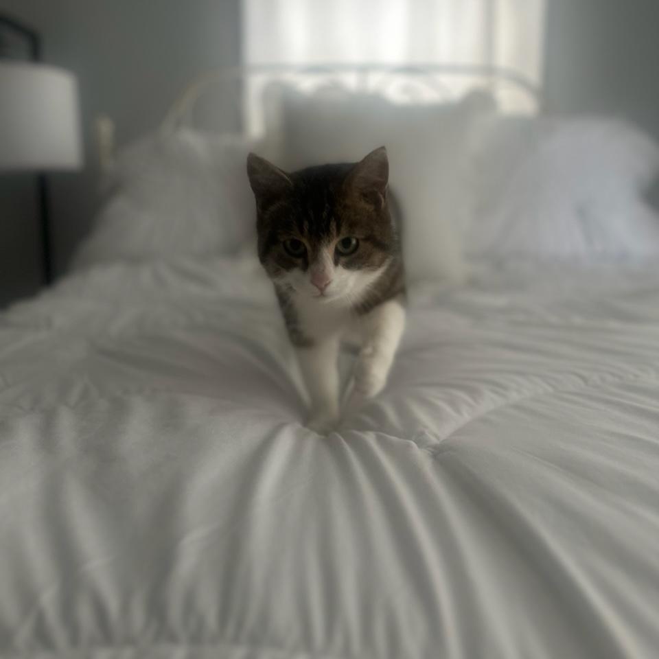 Enlarge Lil' Bits, a Adoptable Domestic Short Hair in Leesburg, VA image 3/6