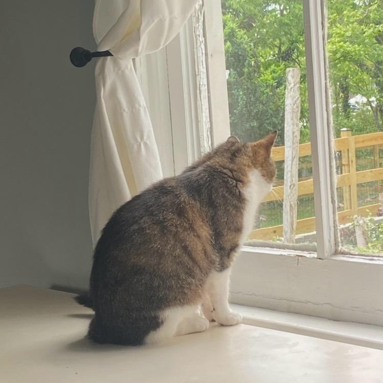 Enlarge Lil' Bits, a Adoptable Domestic Short Hair in Leesburg, VA image 4/6