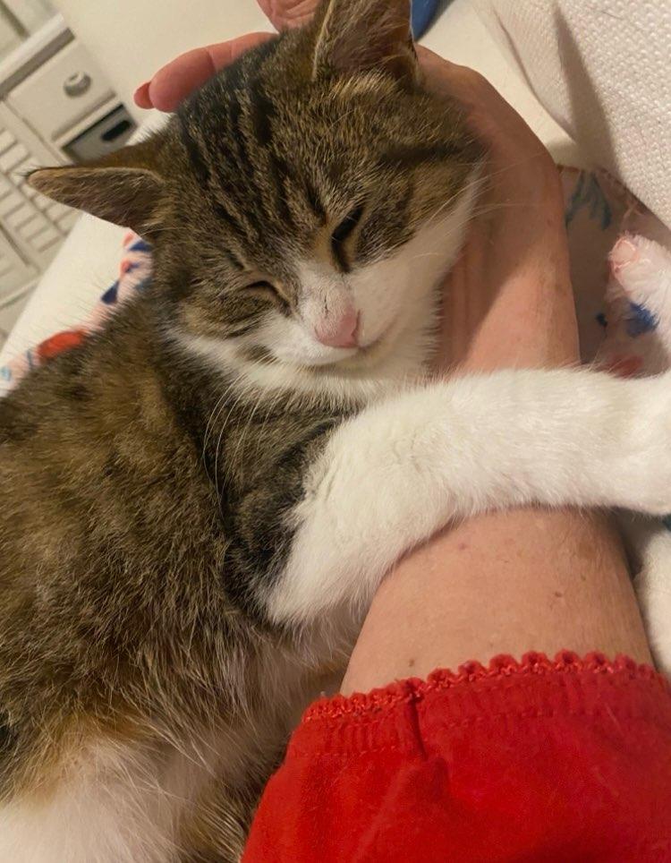 Enlarge Lil' Bits, a Adoptable Domestic Short Hair in Leesburg, VA image 5/6