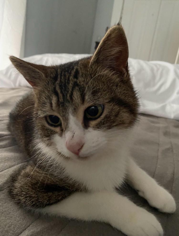 Enlarge Lil' Bits, a Adoptable Domestic Short Hair in Leesburg, VA image 6/6