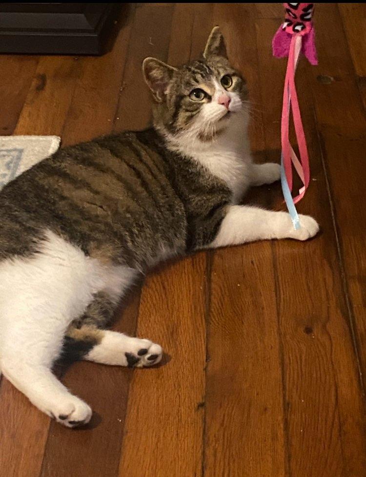 Enlarge Lil' Bits, a Adoptable Domestic Short Hair in Leesburg, VA image 2/6