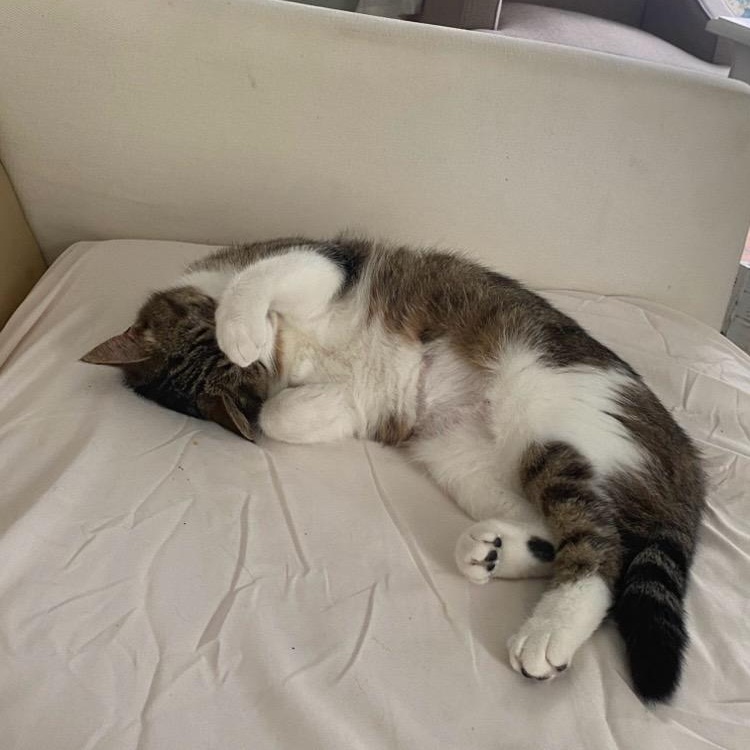 Lil' Bits, Adoptable, Adult Female Domestic Short Hair.