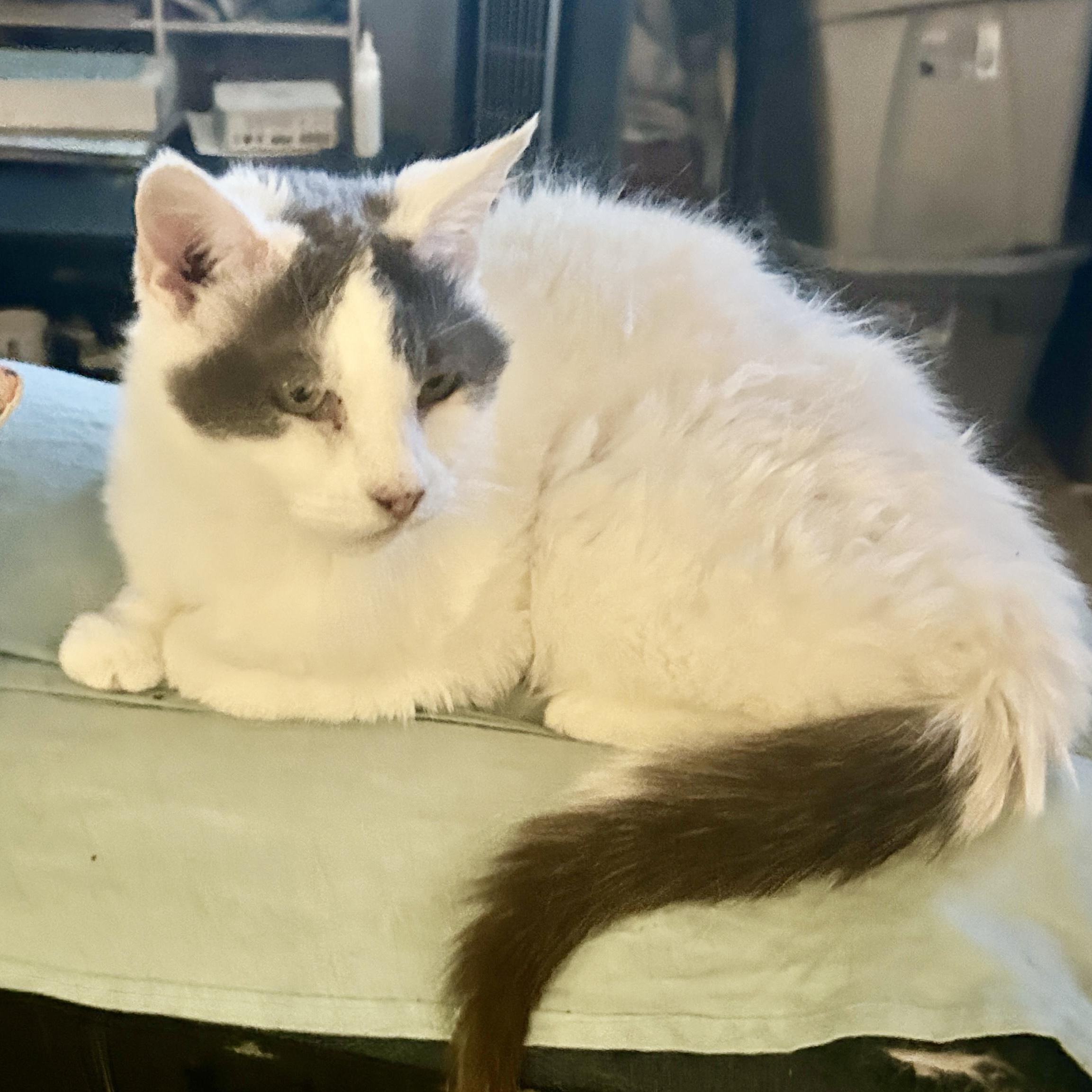 Enlarge Petunia, a Adoptable Domestic Short Hair in Gilbert, AZ image 1/2