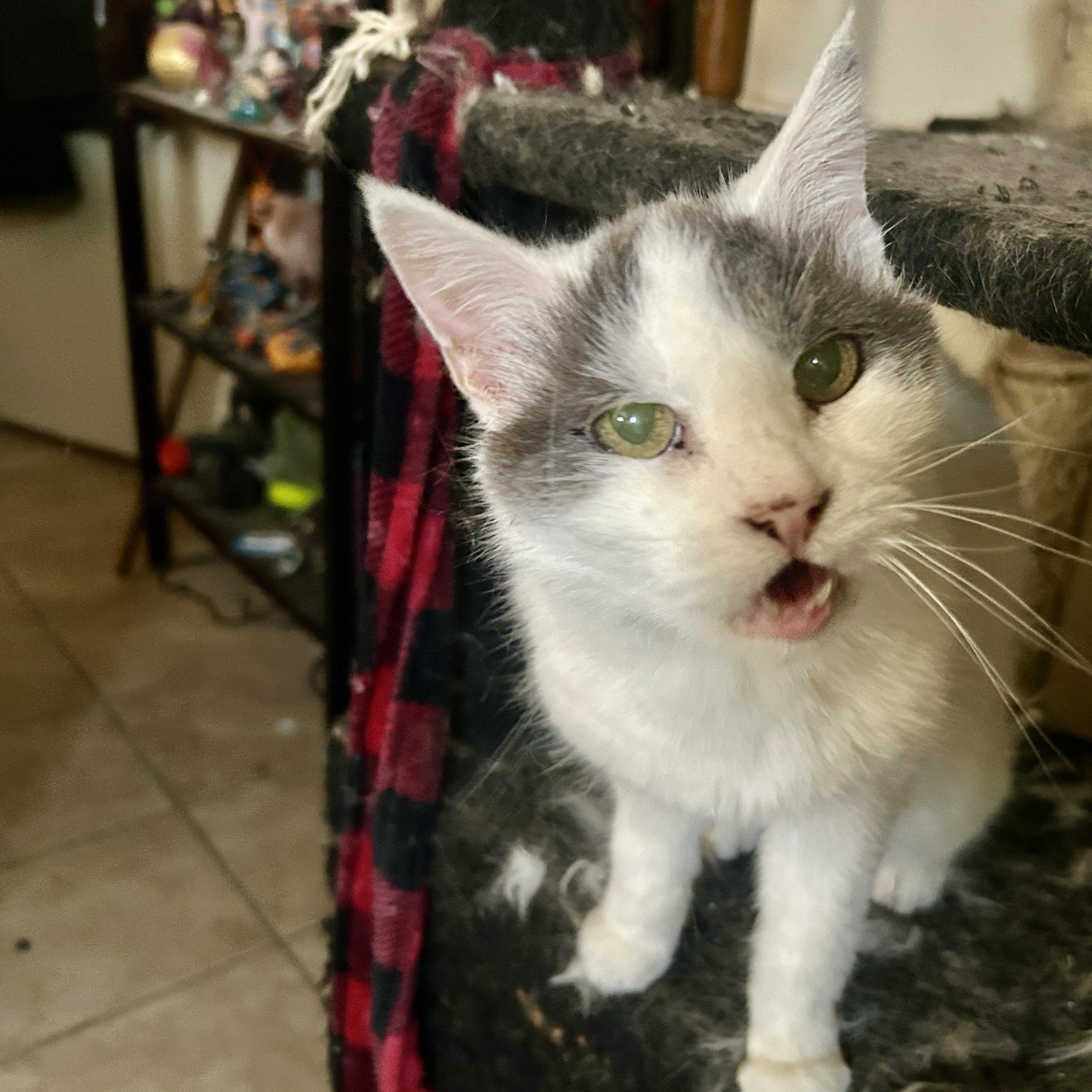 Enlarge Petunia, a Adoptable Domestic Short Hair in Gilbert, AZ image 2/2