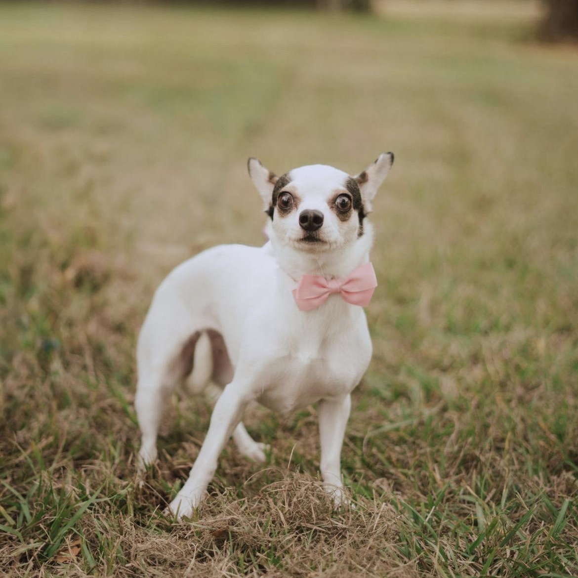 Enlarge Panda, a Adoptable mixed breed in Dickinson, ND image 2/3