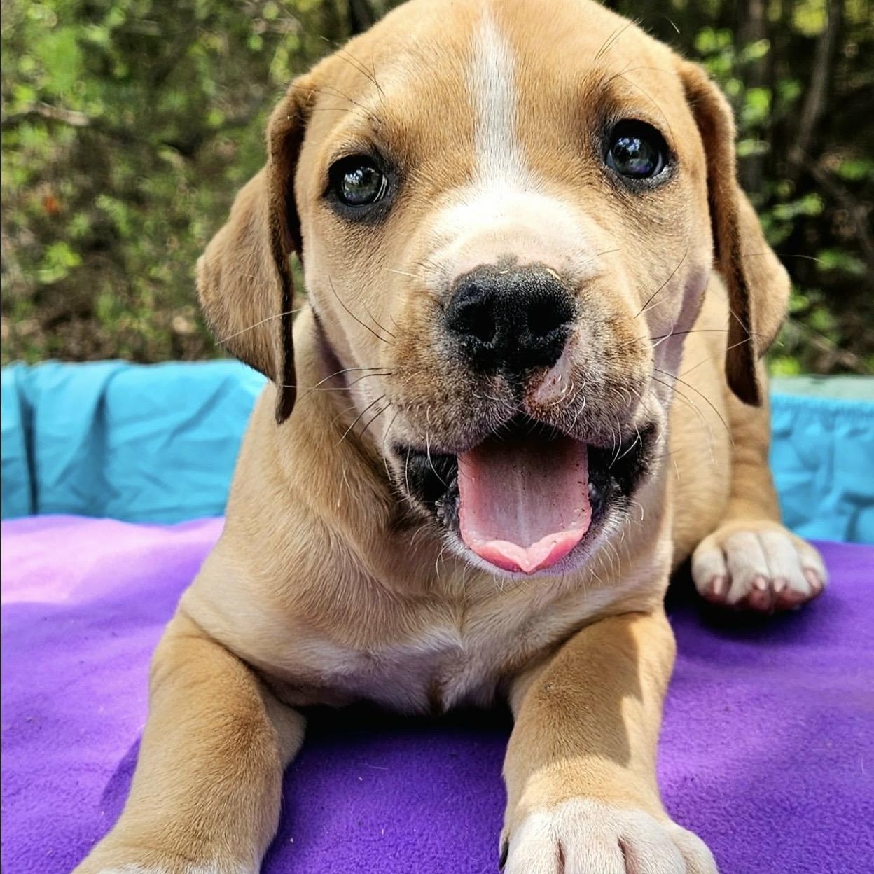 Enlarge Prickly Pear , a ADOPTABLE mixed breed in Pelham, NH image 5/6