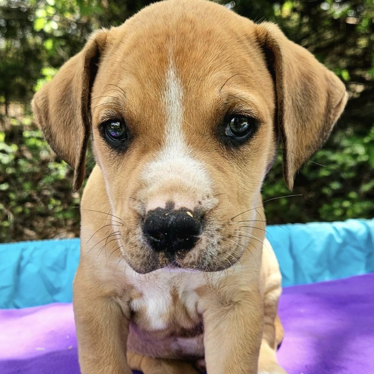 Enlarge Prickly Pear , a ADOPTABLE mixed breed in Pelham, NH image 3/6