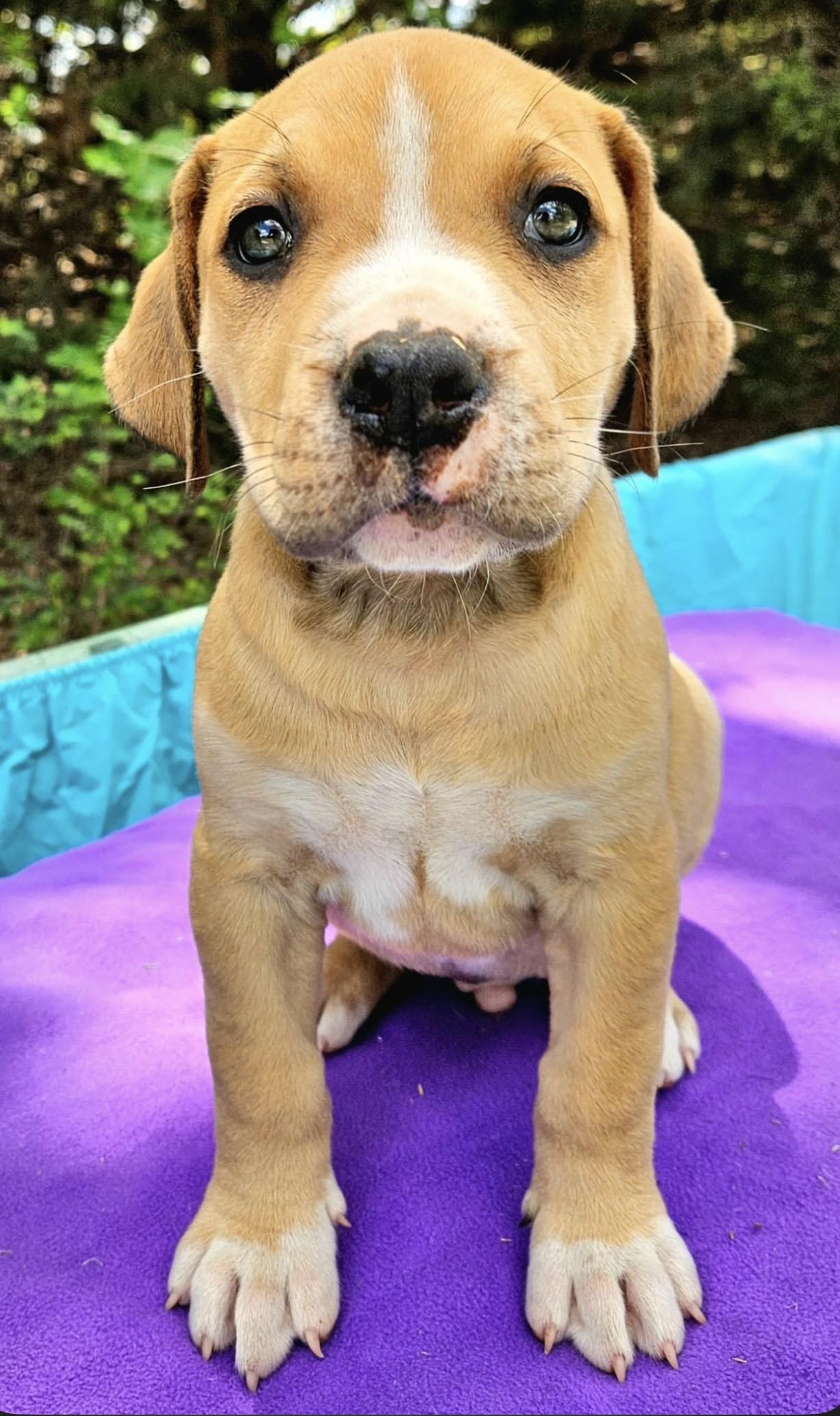 Enlarge Prickly Pear , a ADOPTABLE mixed breed in Pelham, NH image 4/6