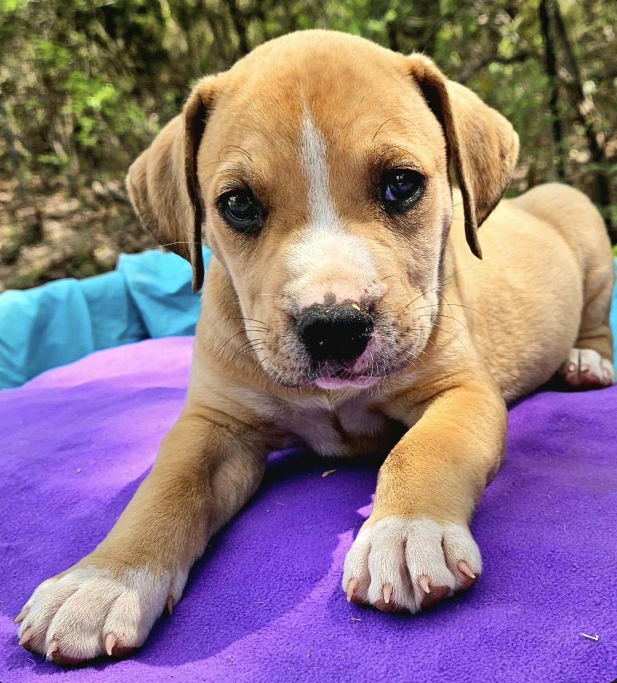 Enlarge Prickly Pear , a ADOPTABLE mixed breed in Pelham, NH image 6/6