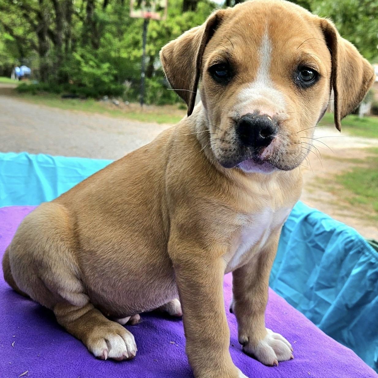 Enlarge Prickly Pear , a ADOPTABLE mixed breed in Pelham, NH image 2/6