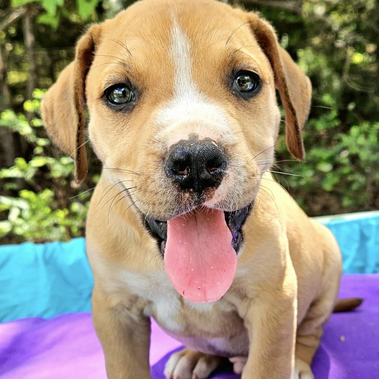 Prickly Pear , ADOPTABLE, Puppy Male Mixed Breed.