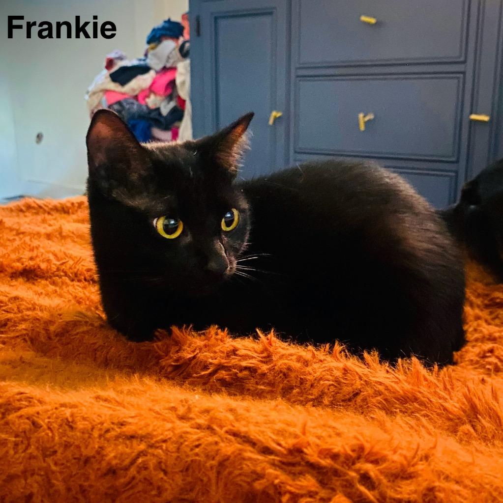 Frankie, Adopted, Adult Female Domestic Short Hair.