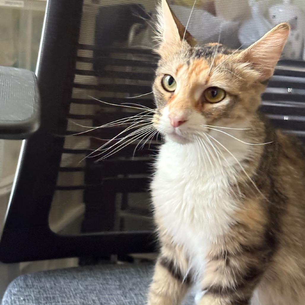 Fiona, Adoptable, Young Female Domestic Long Hair & Domestic Long Hair.