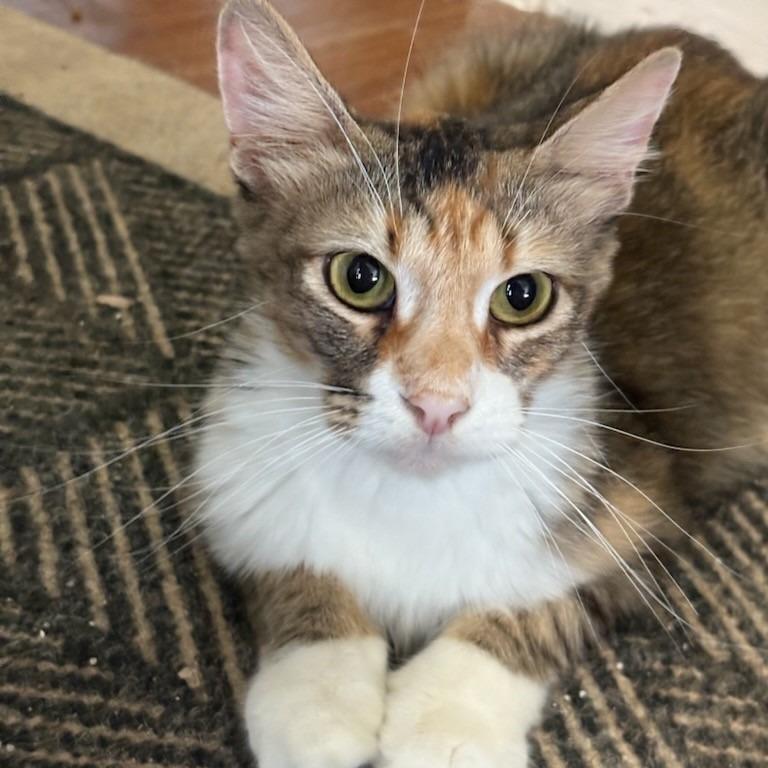 Enlarge Fiona, a Adoptable mixed breed in San Antonio, TX image 3/4