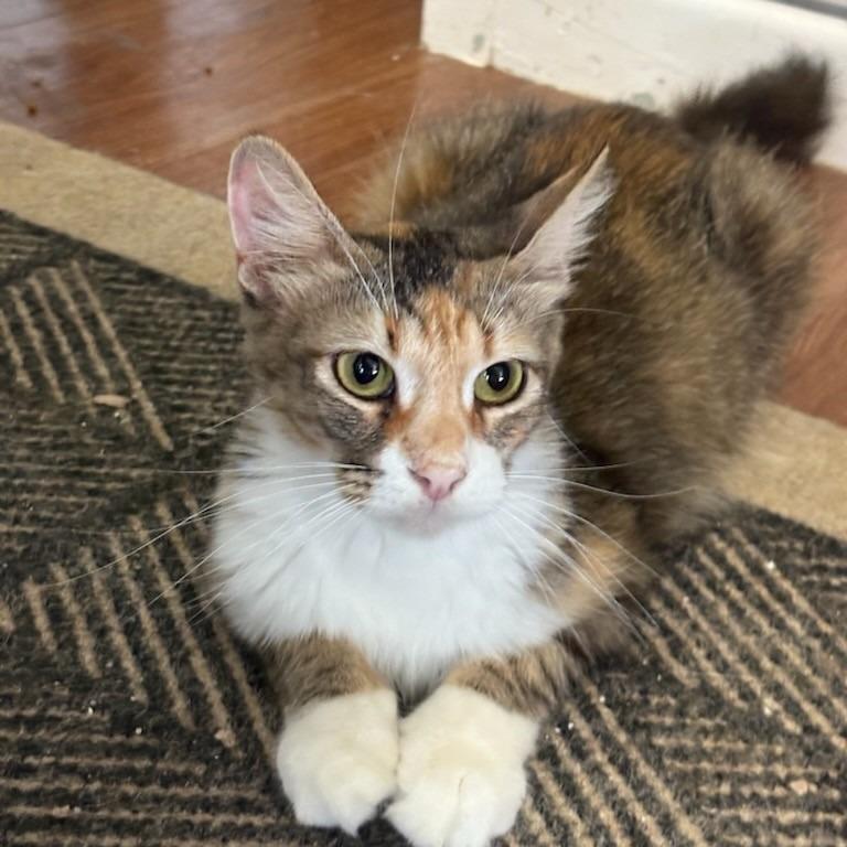 Enlarge Fiona, a Adoptable mixed breed in San Antonio, TX image 4/4