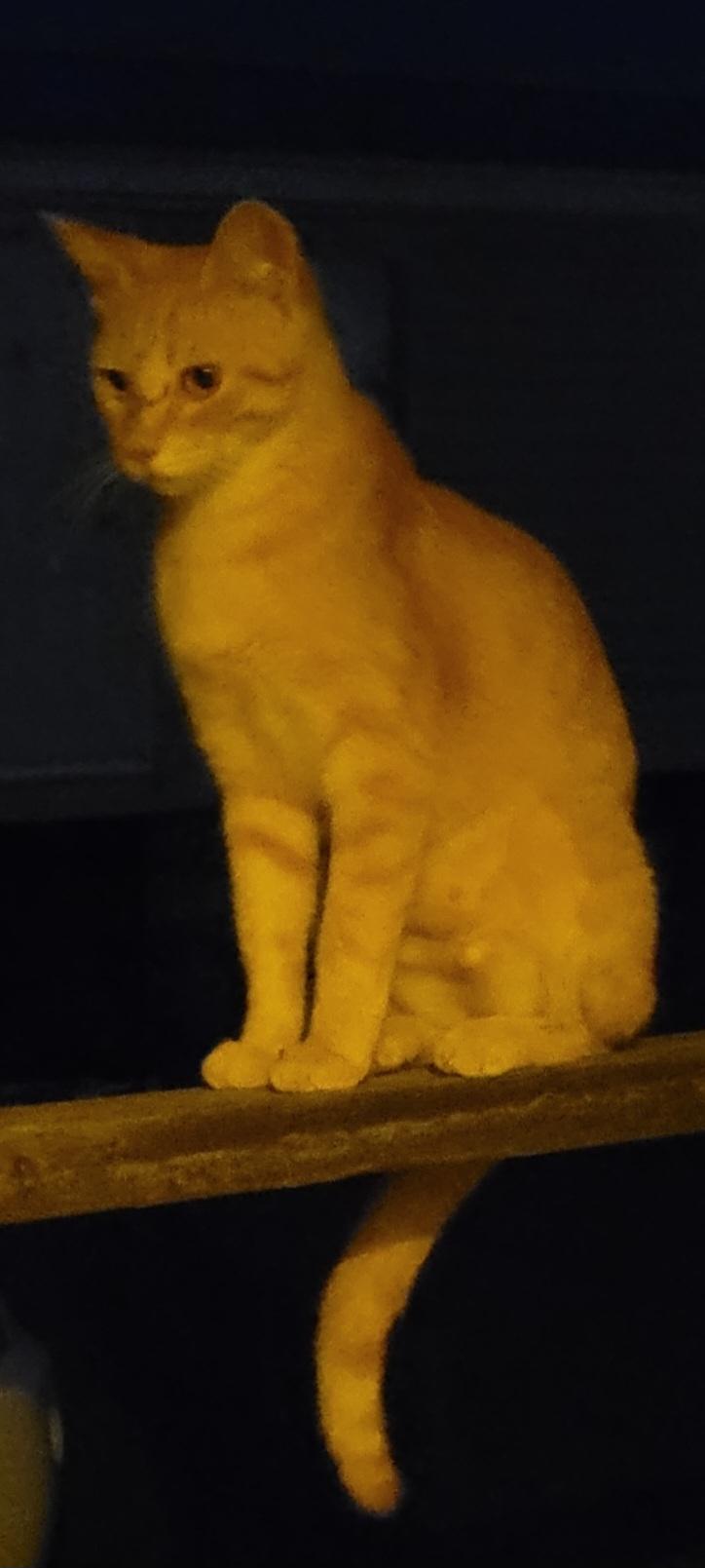 Pumpkin, Adoptable, Kitten Female Domestic Short Hair.