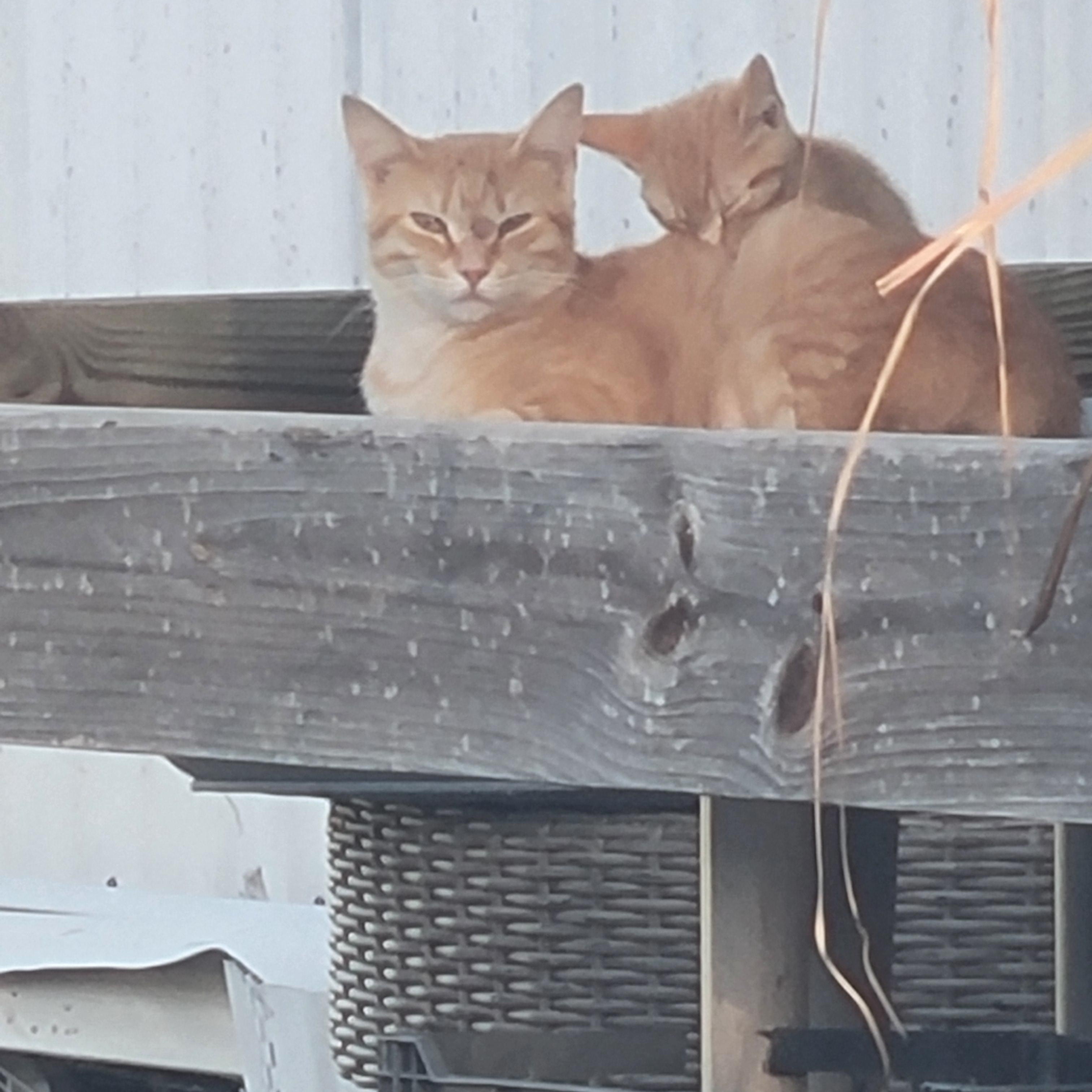 Pumpkin, a Adoptable Domestic Short Hair in Kinsey, AL image 2/4