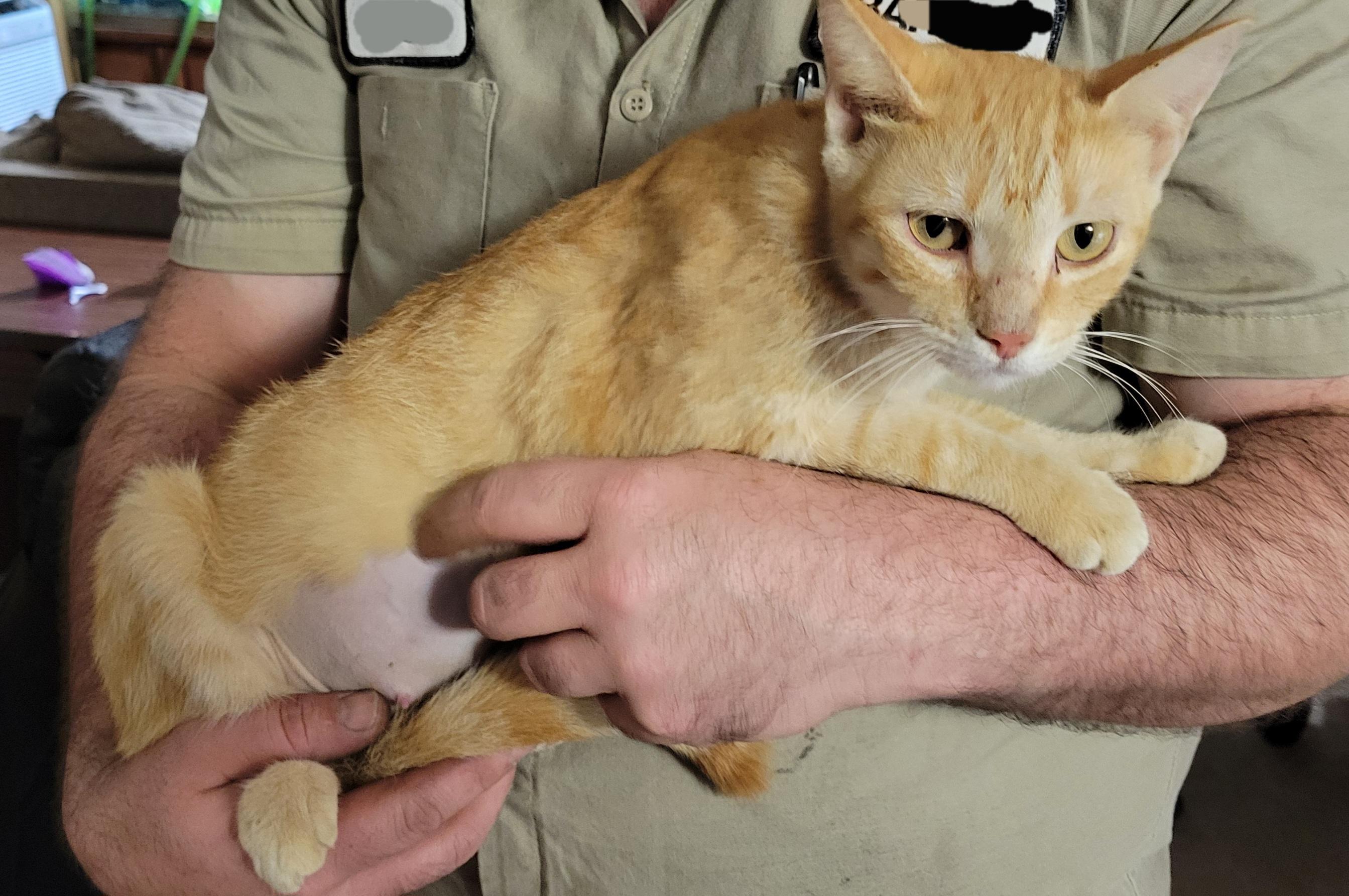 Pumpkin, a Adoptable Domestic Short Hair in Kinsey, AL image 3/4