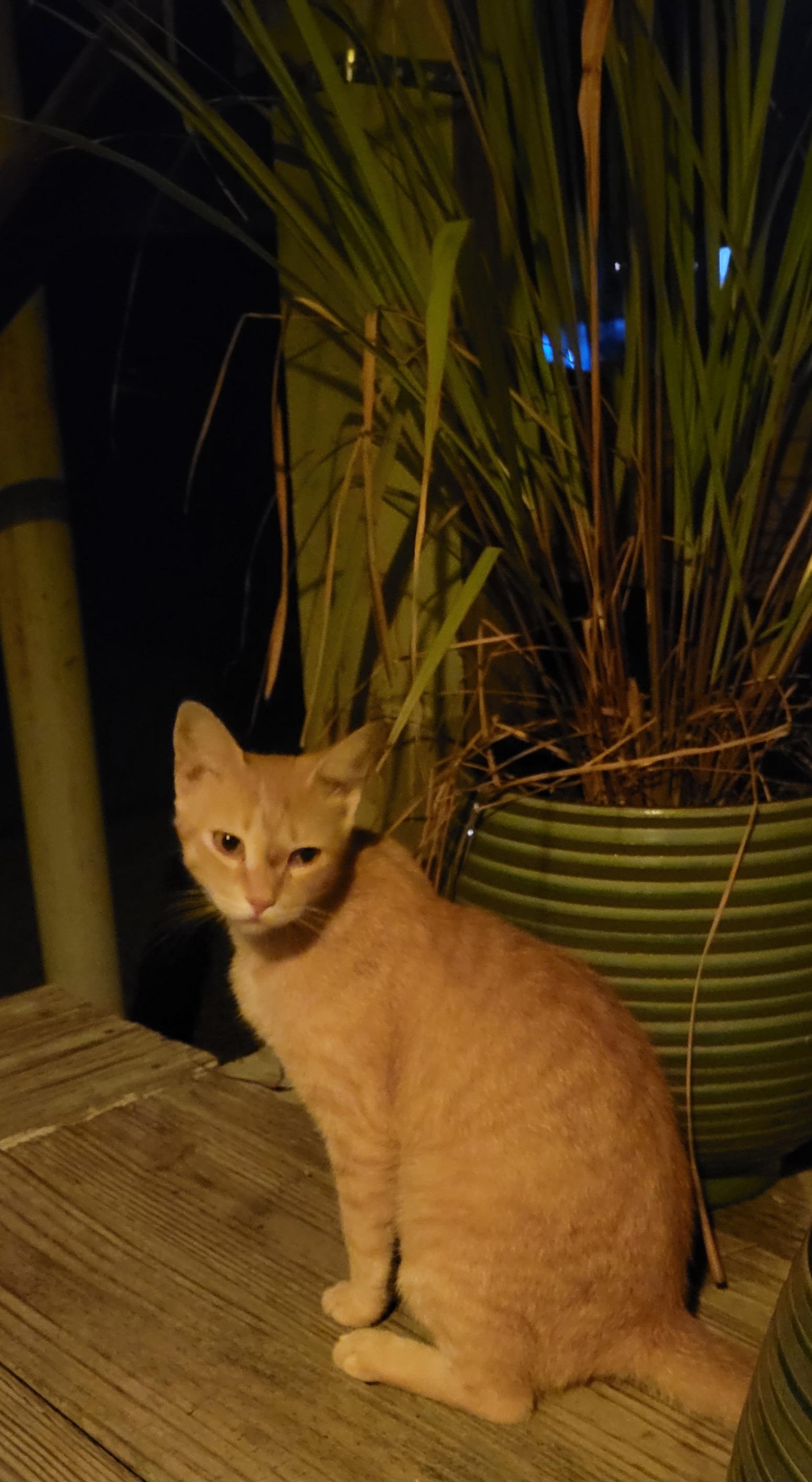 Pumpkin, a Adoptable Domestic Short Hair in Kinsey, AL image 4/4