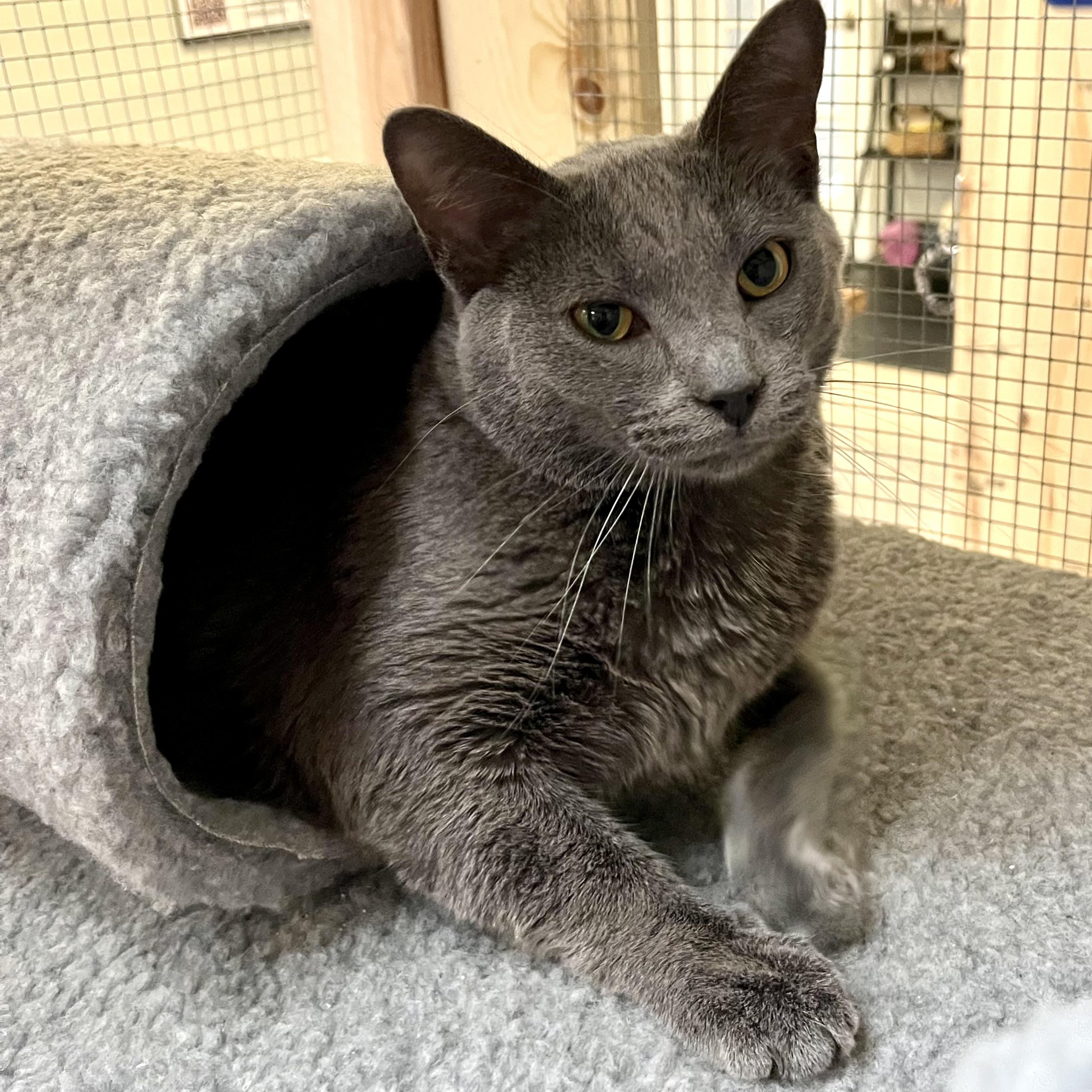 GrayBaby, a Adoptable Domestic Short Hair in Lake Geneva, WI image 3/6