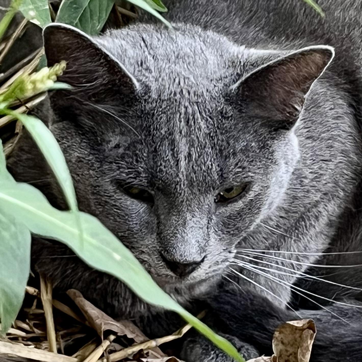 GrayBaby, an adoptable Domestic Short Hair in Lake Geneva, WI, 53147 | Photo Image 3