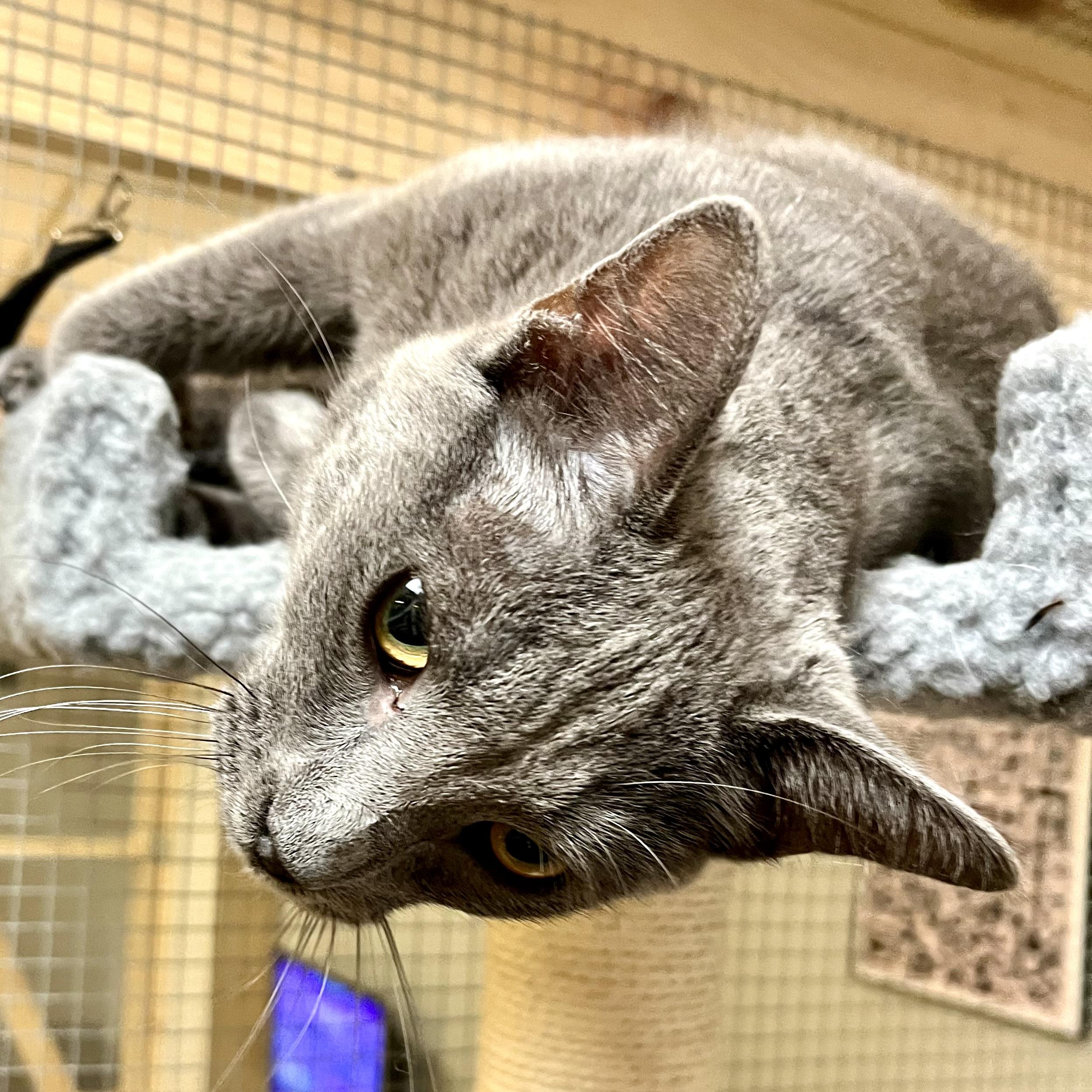 GrayBaby, a Adoptable Domestic Short Hair in Lake Geneva, WI image 6/6