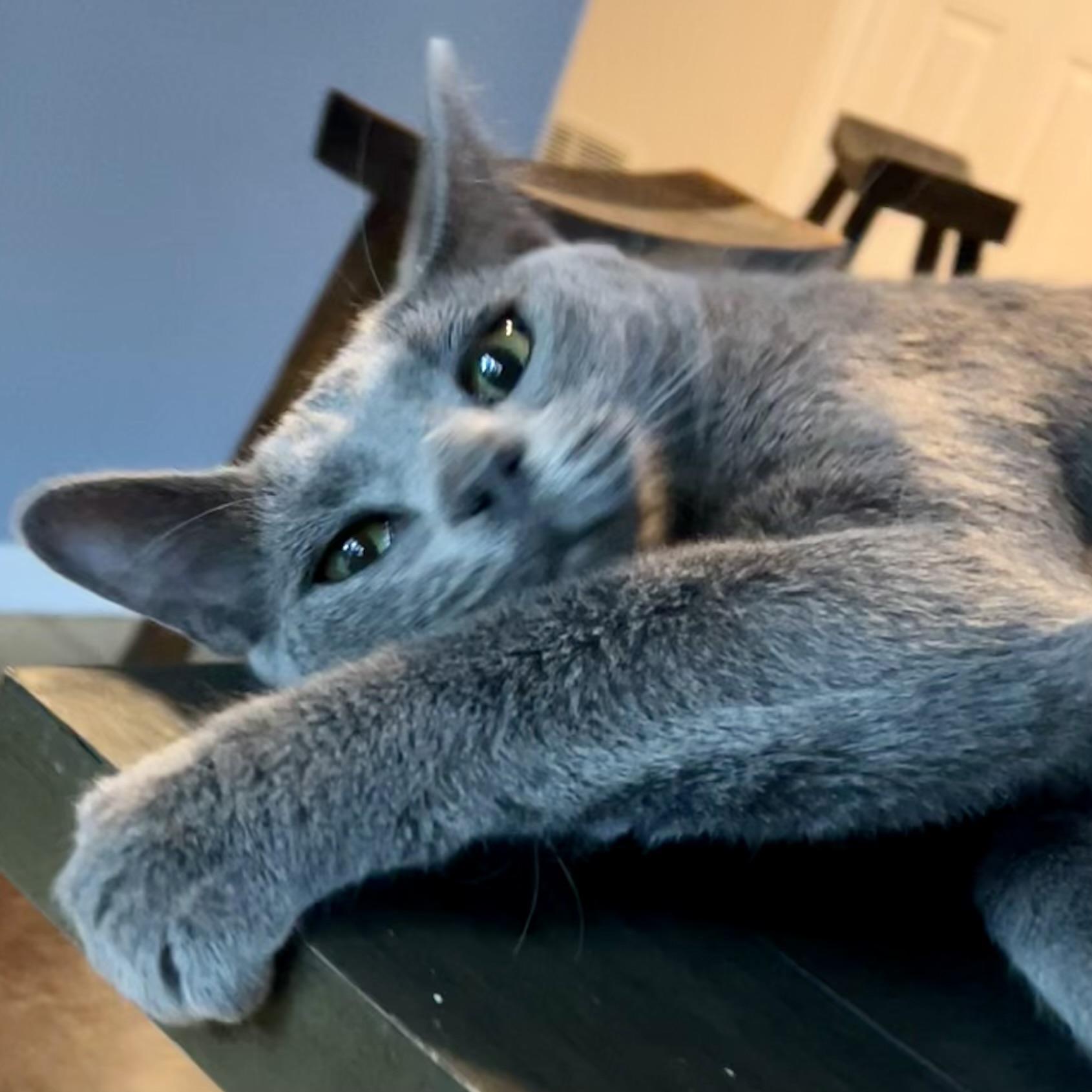 GrayBaby, an adoptable Domestic Short Hair in Lake Geneva, WI, 53147 | Photo Image 5