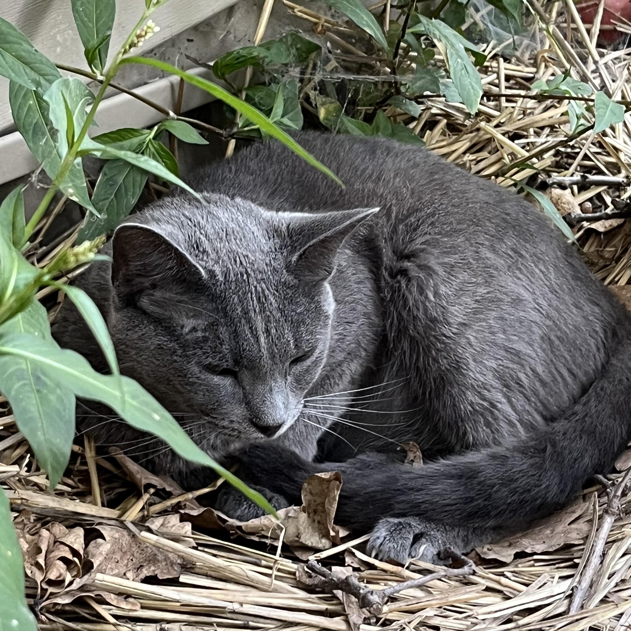 GrayBaby, a Adoptable Domestic Short Hair in Lake Geneva, WI image 2/6