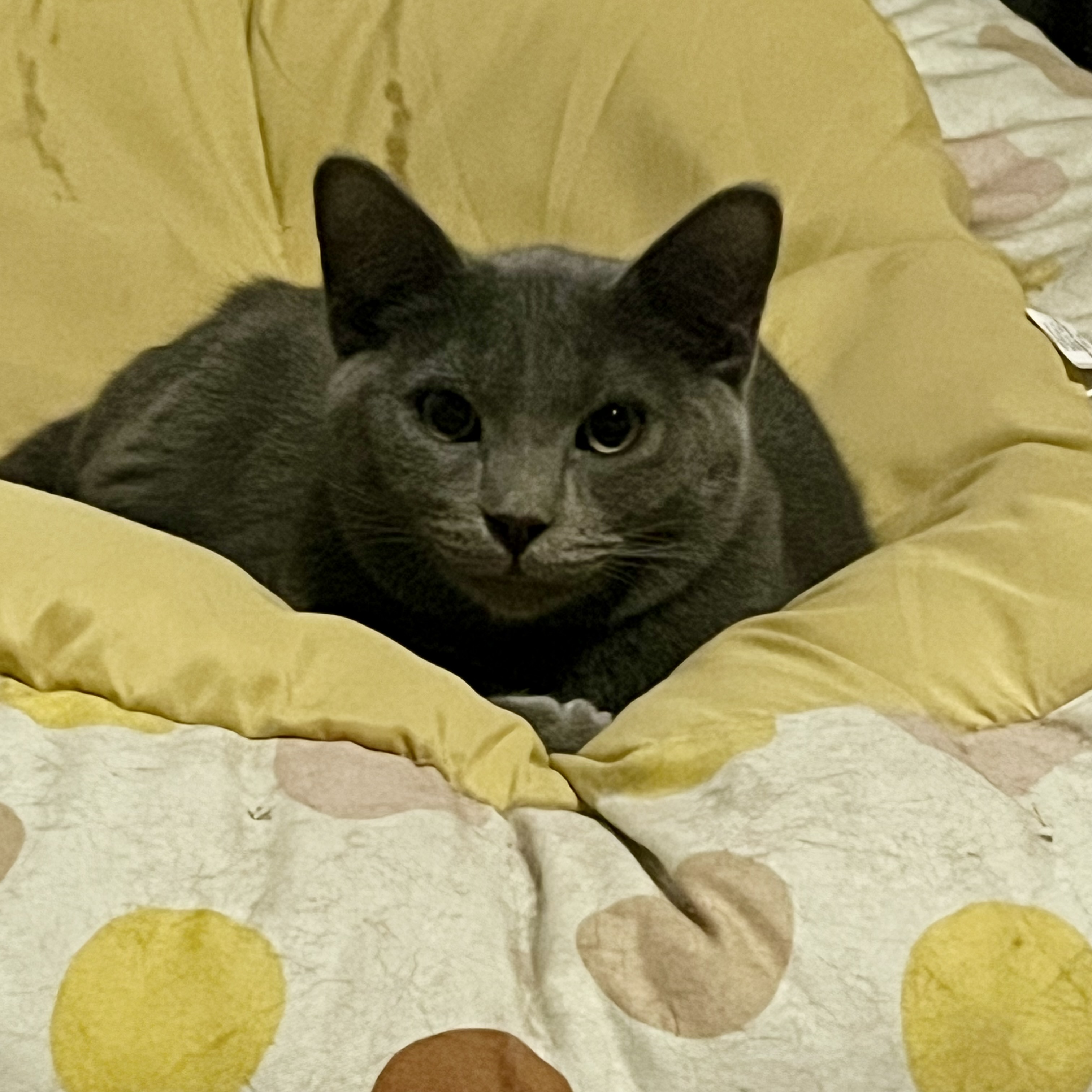 GrayBaby, an adoptable Domestic Short Hair in Lake Geneva, WI, 53147 | Photo Image 4