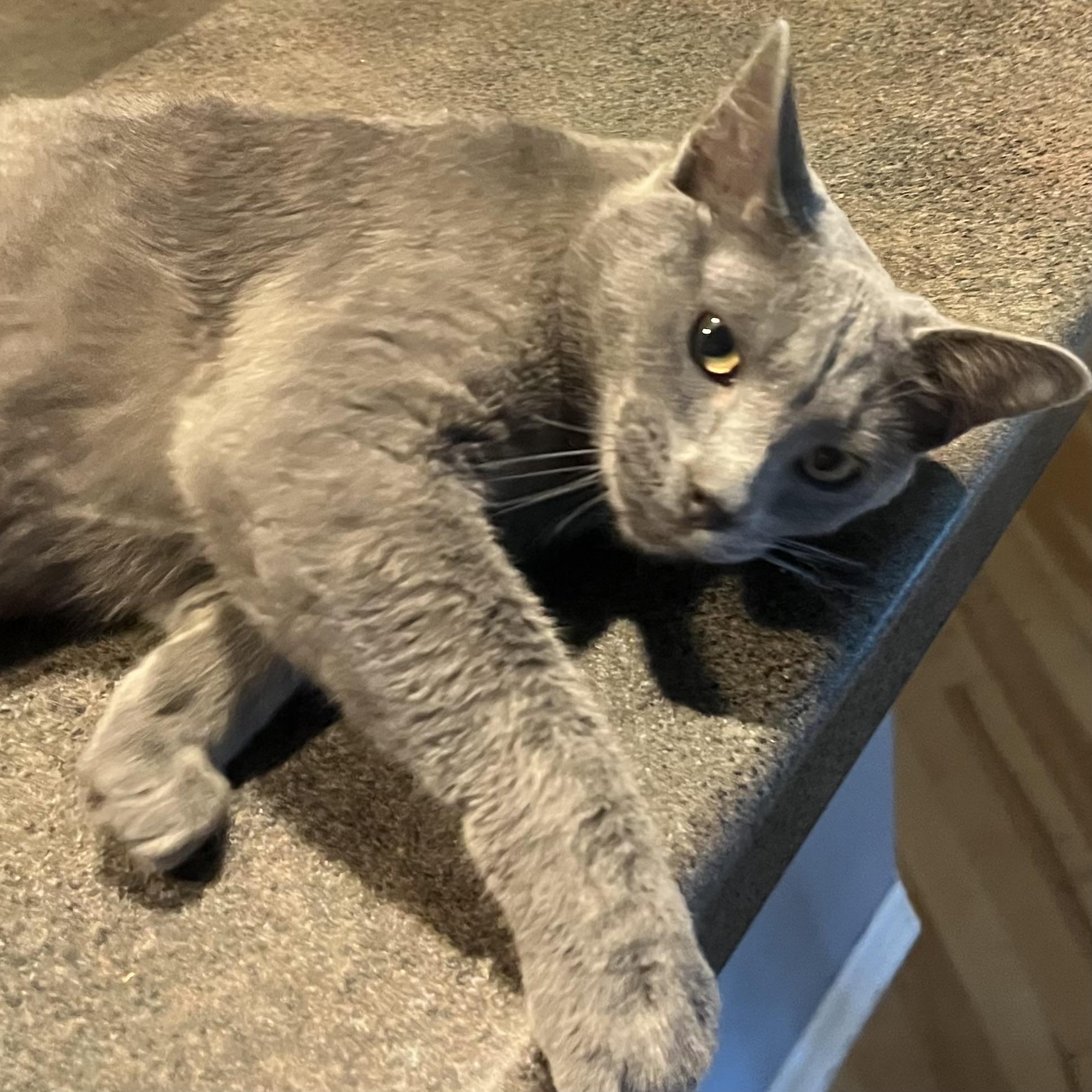 GrayBaby, an adoptable Domestic Short Hair in Lake Geneva, WI, 53147 | Photo Image 6